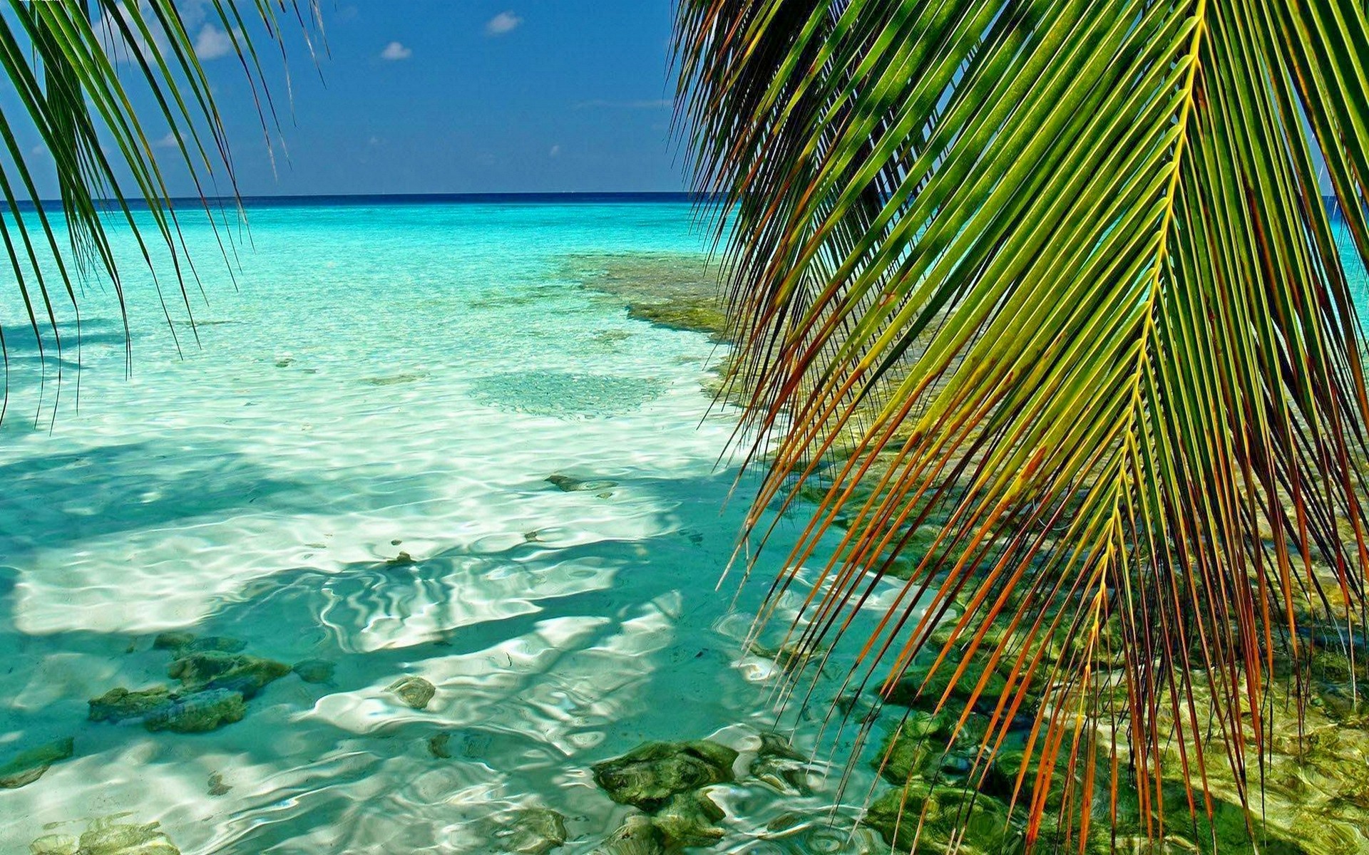Nature Landscape Maldives Tropical Sea Palm Trees Atolls Leaves Beach Green Turquoise Summer 1920x1200