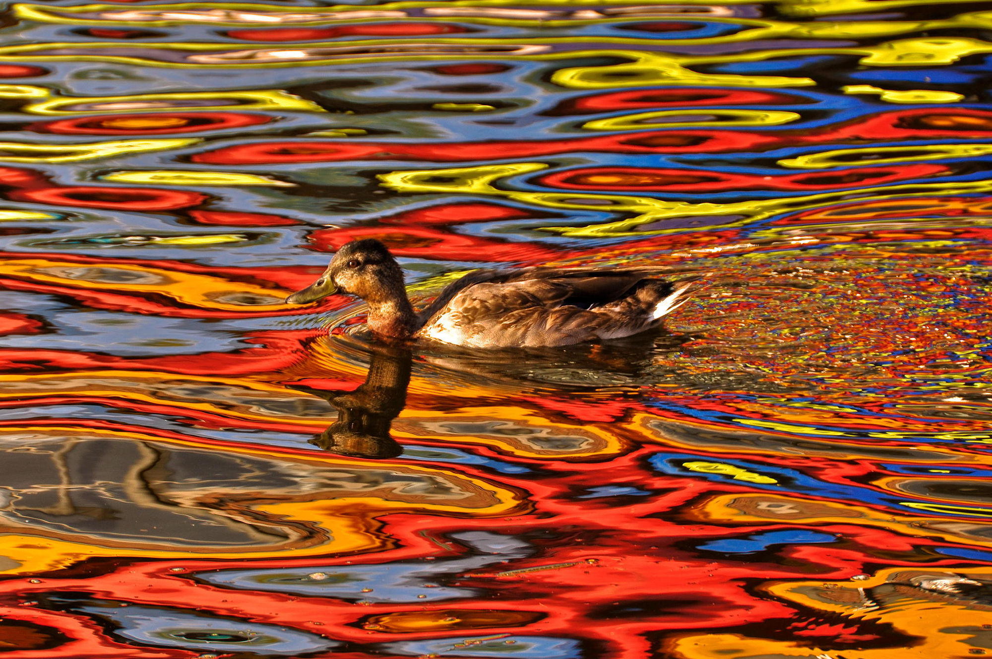 Psychedelic Trippy Colorful Duck Photo Manipulation 2000x1328