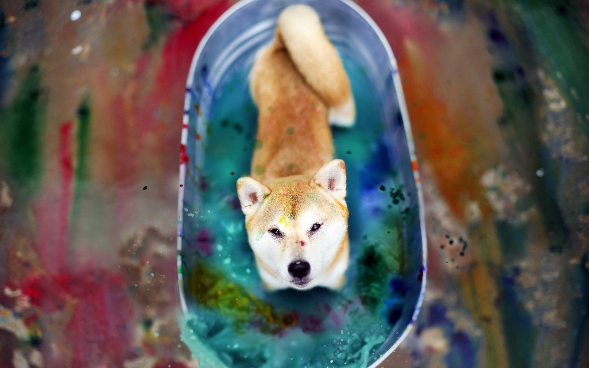 Dog Animals Pet Colorscape Shiba Inu Akita Japanese Akita 1920x1200