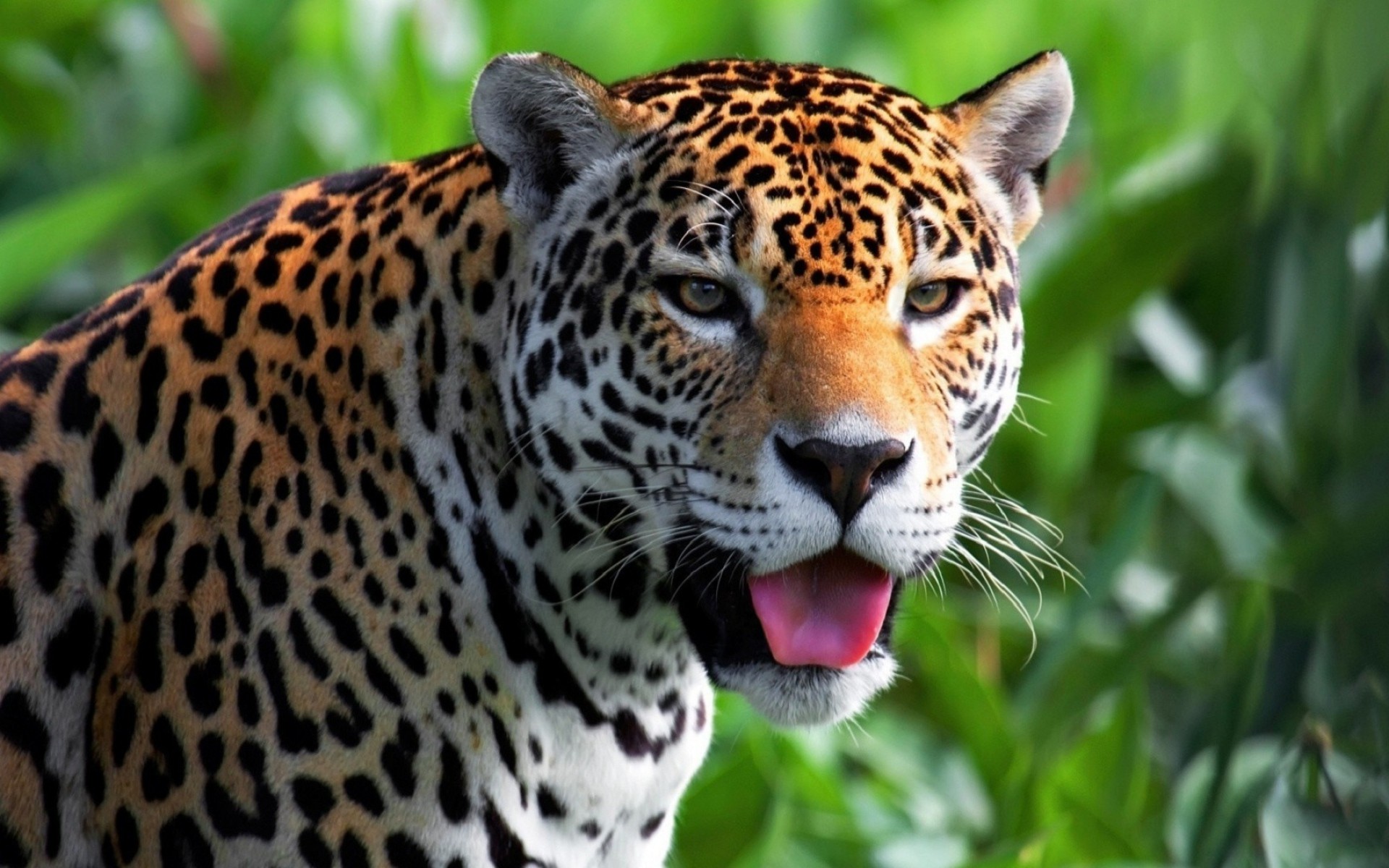 Jaguars Animals Big Cats Tongues 1920x1200