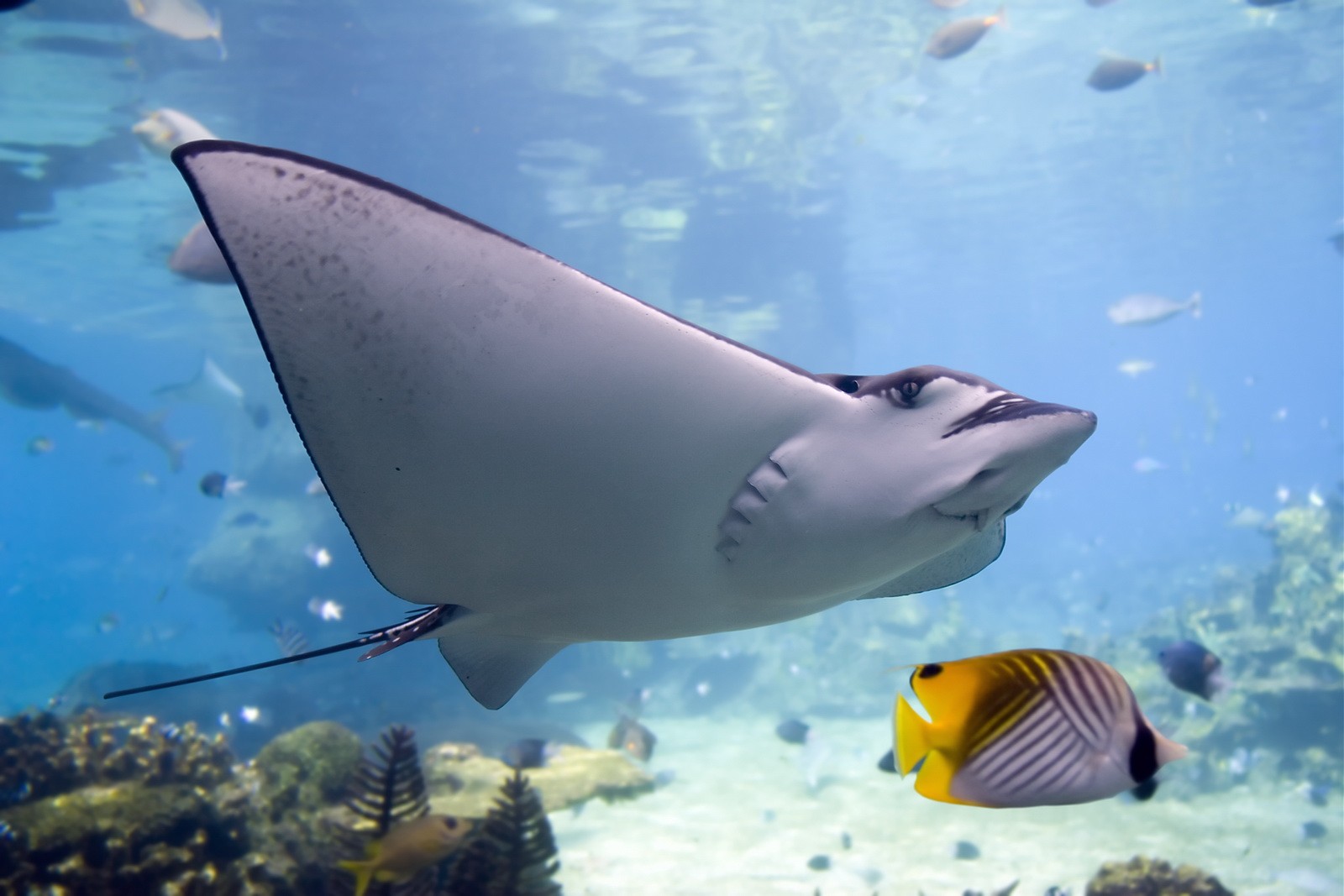 Animal Manta Ray 1600x1067