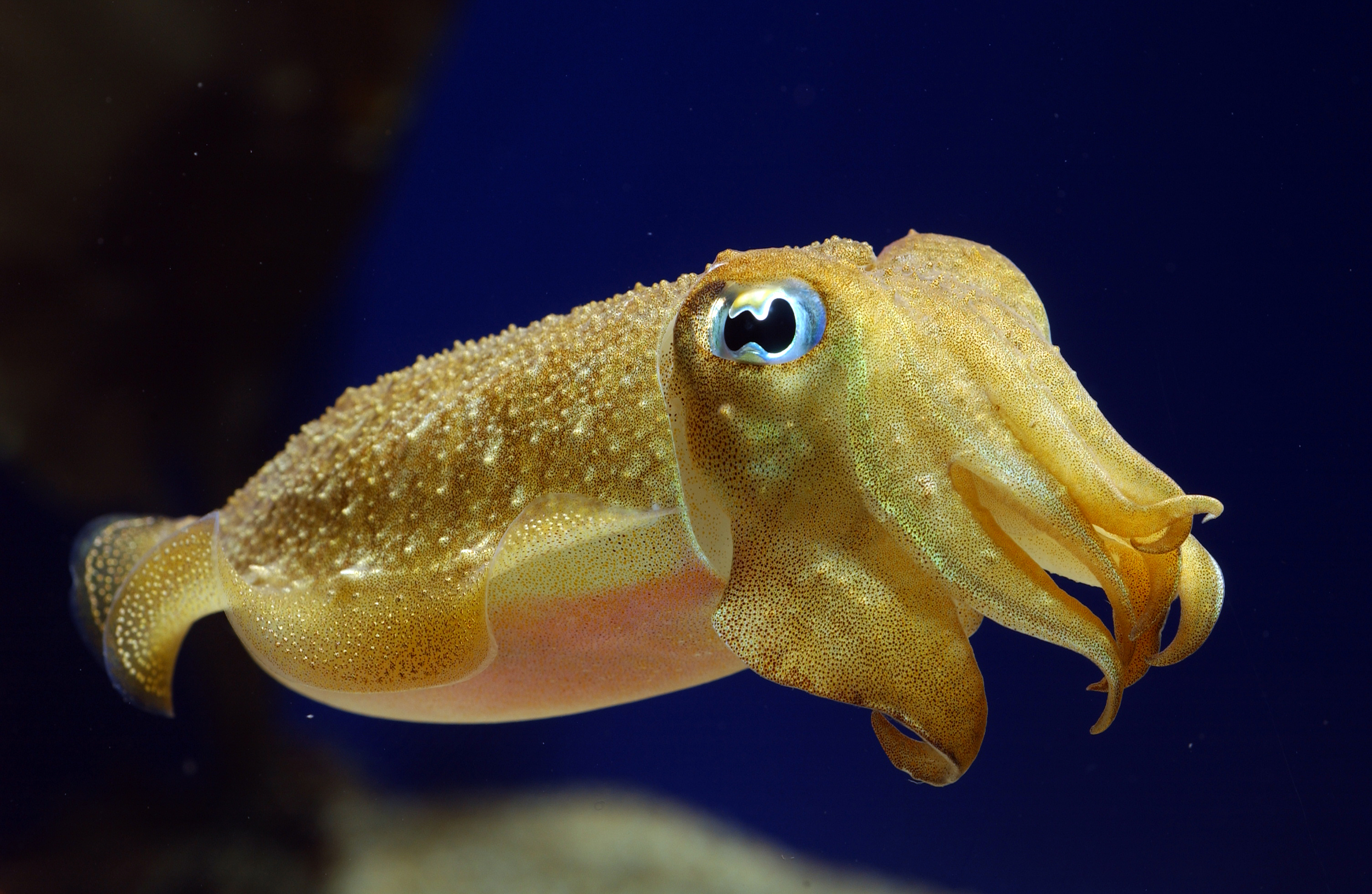 Cuttlefish Squid 3008x1960
