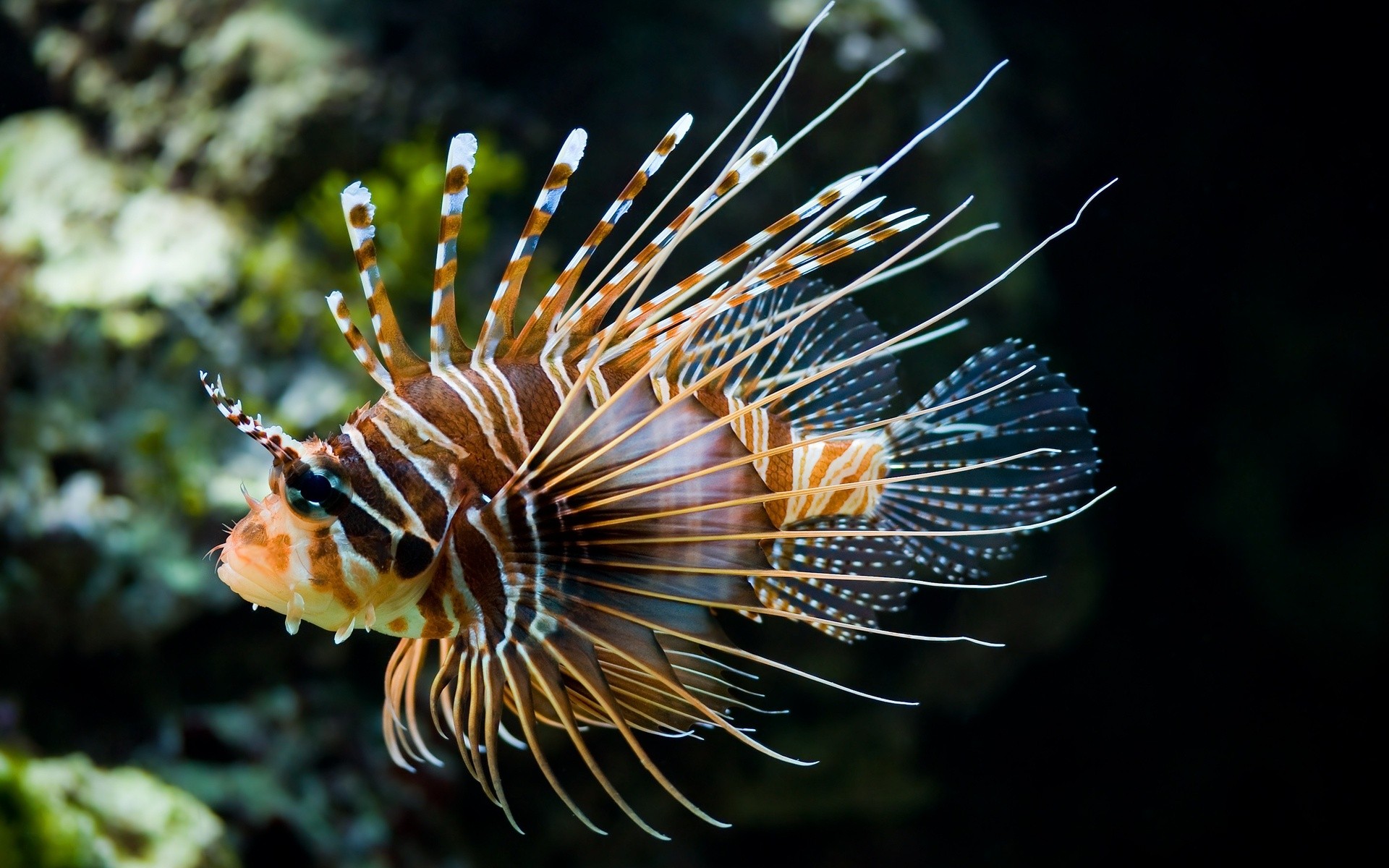 Fish Lionfish Animals 1920x1200