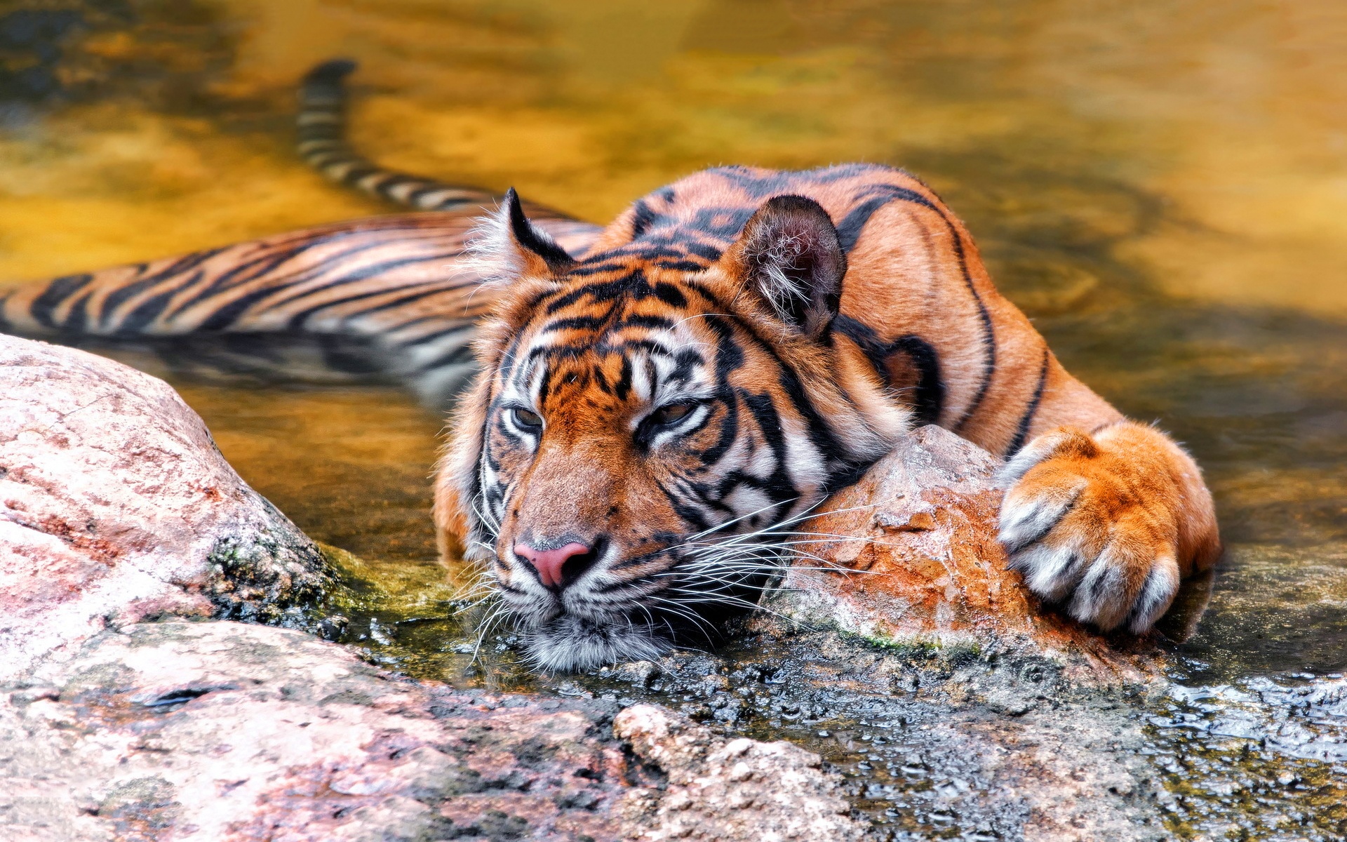 Tiger Cat Big Cat Lying Down Predator Animal 1920x1200