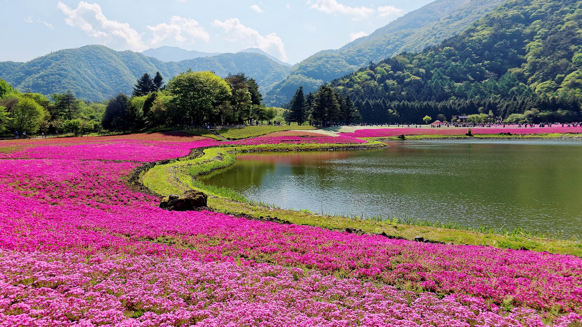 Nature Forest Mountains Trees Lake Pink Flowers Clouds Yamanashi Japan 1920x1080