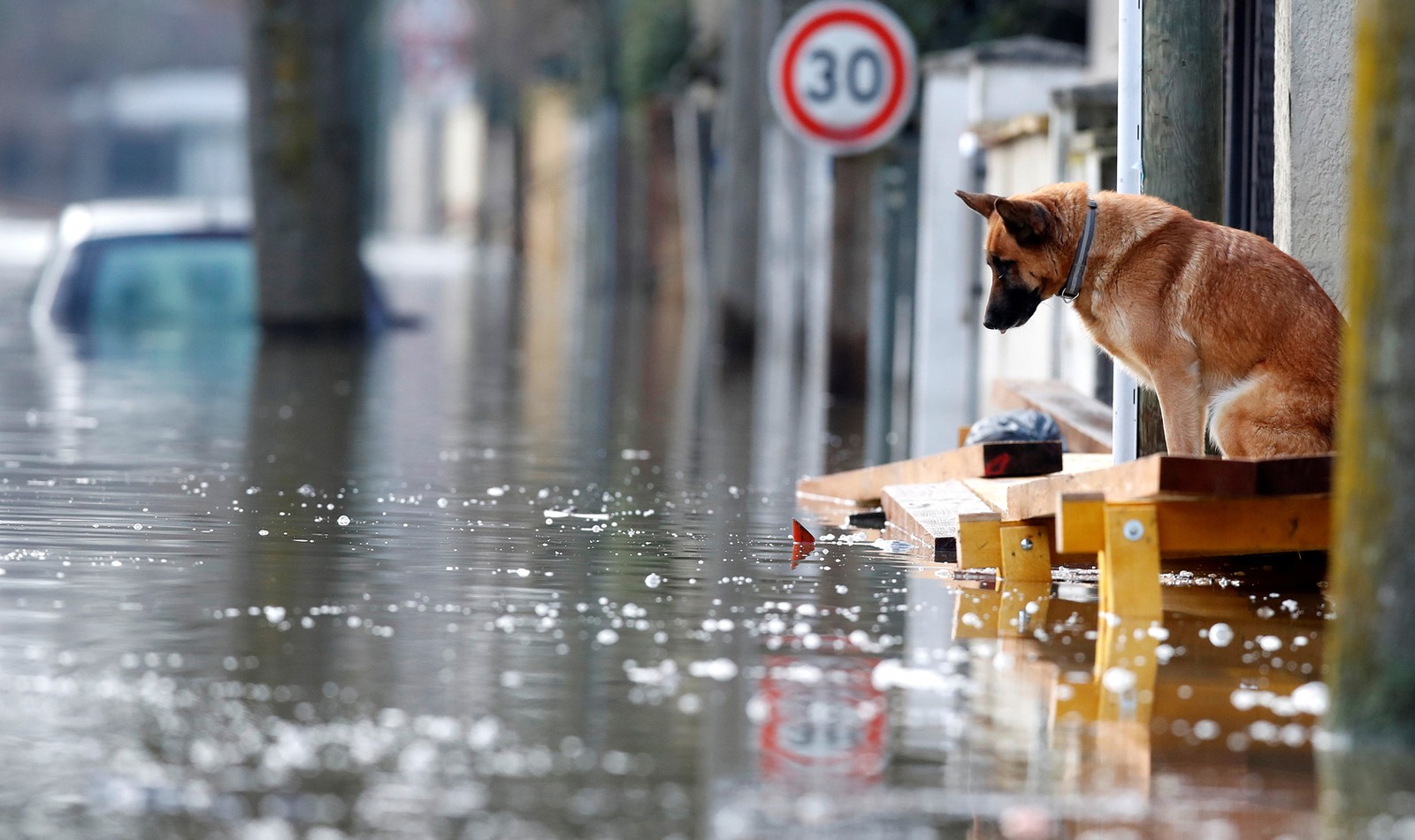 Animals German Shepherd Dog Water Street Flood Road Sign Reflection Sadness Paris France 2018 Year L 1600x950