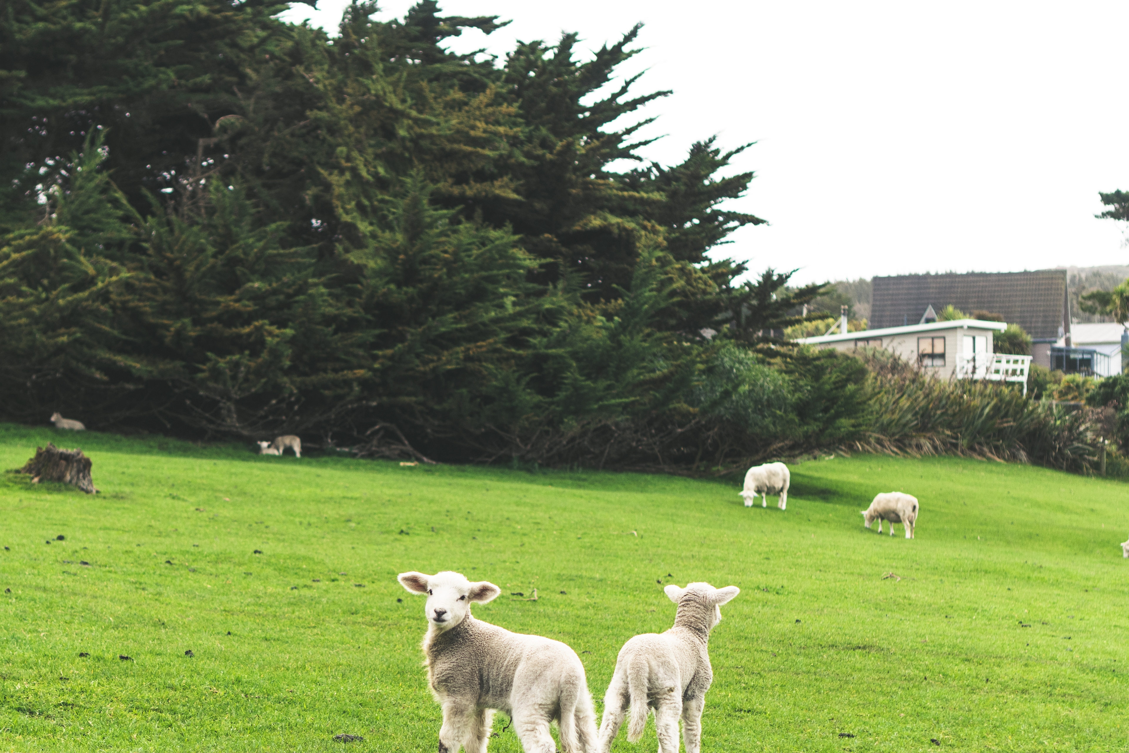 Animal Farm Sheep Nature Landscape New Zealand Trees Rock 3840x2560