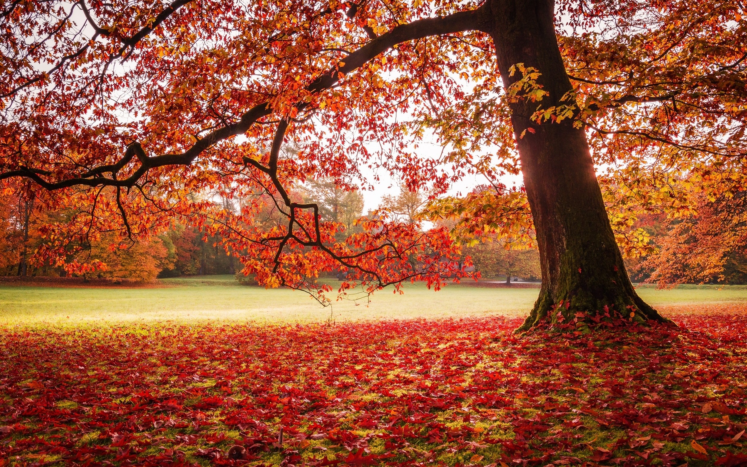 Nature Landscape Park Fall Leaves Lawns Trees Red 2500x1563