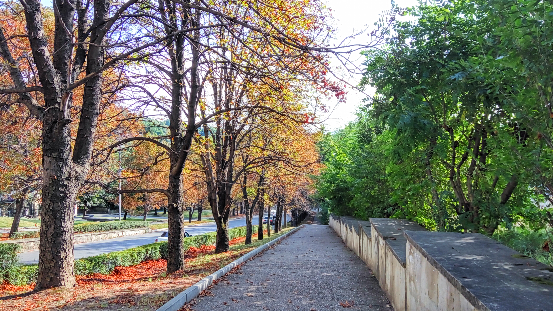 Fall Street Trees Kislovodsk 1920x1080