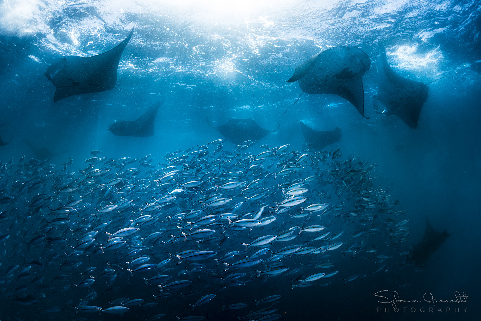 Sea Nature Blue Water Underwater Fish Animals Manta Rays 2000x1335
