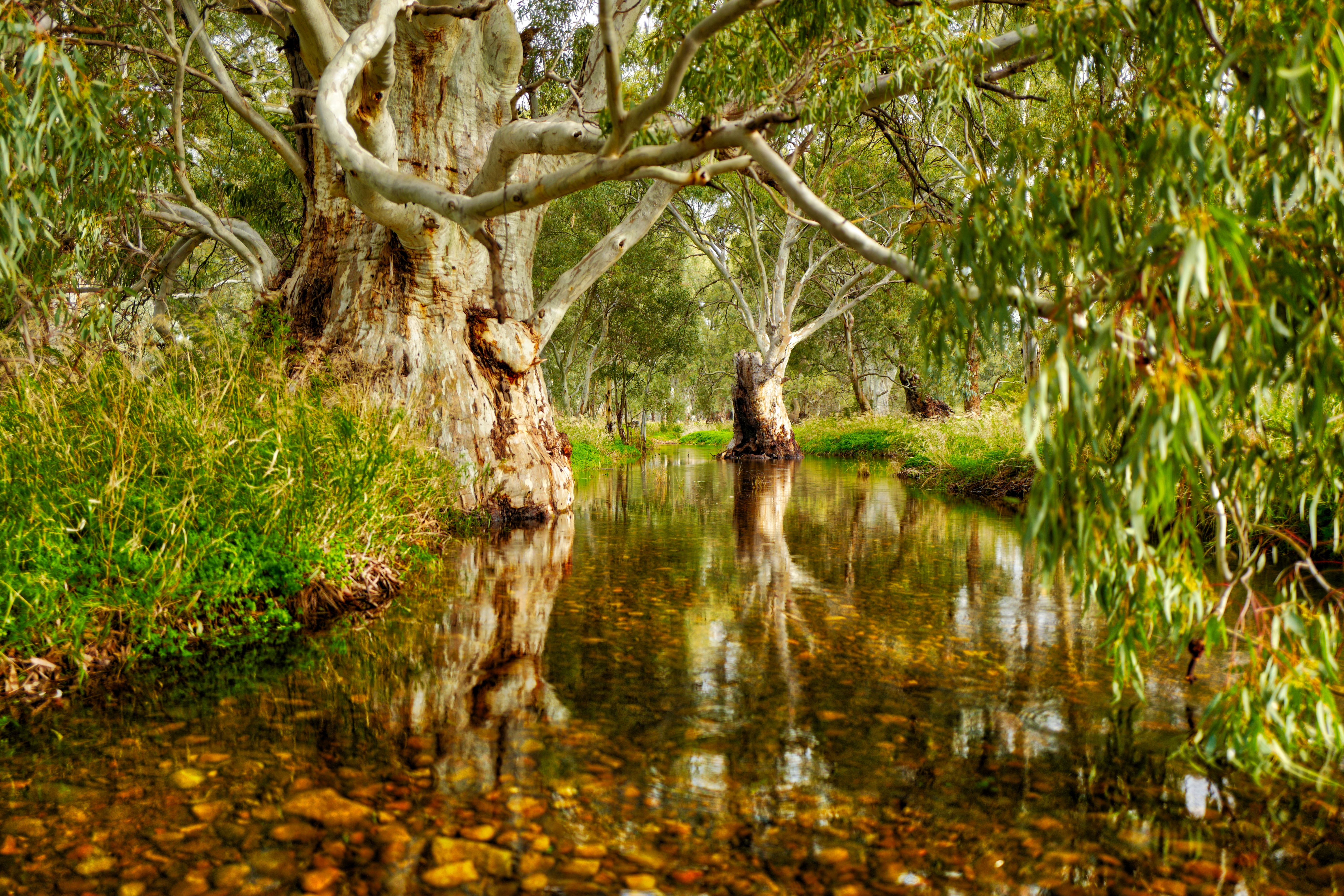 South Australia Stream Landscape Nature Trees 6000x4000