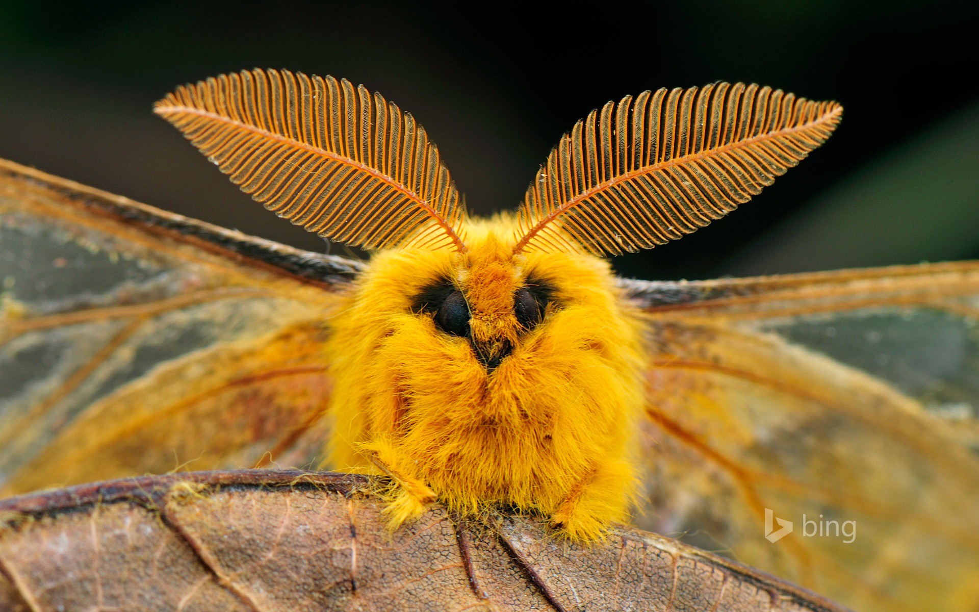 Animals Wildlife Moths Nature Yellow Macro 1920x1200
