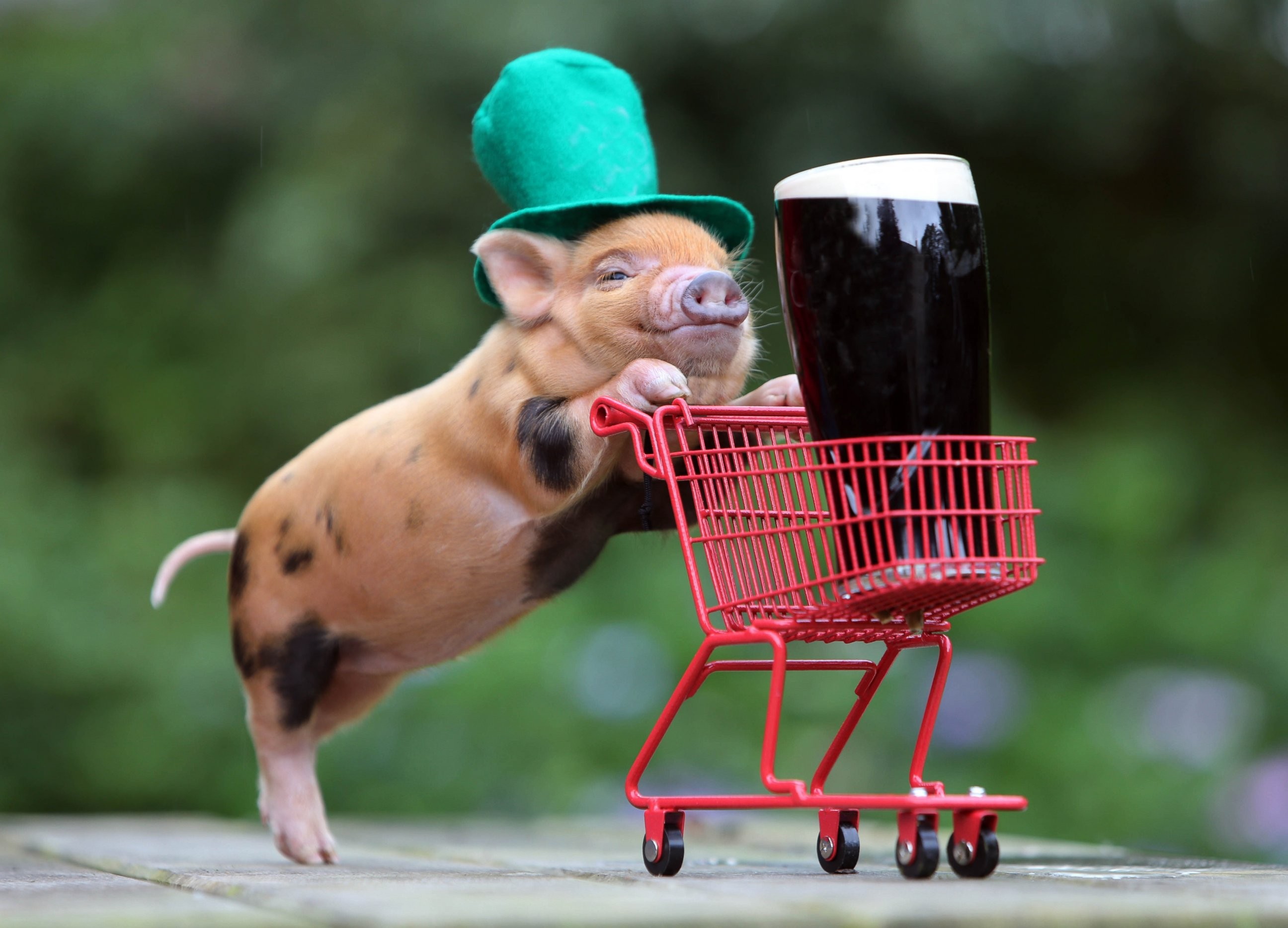 Humor Beer Shopping Cart Funny Hats Baby Animals Pigs Guinness Top Hats 2592x1868