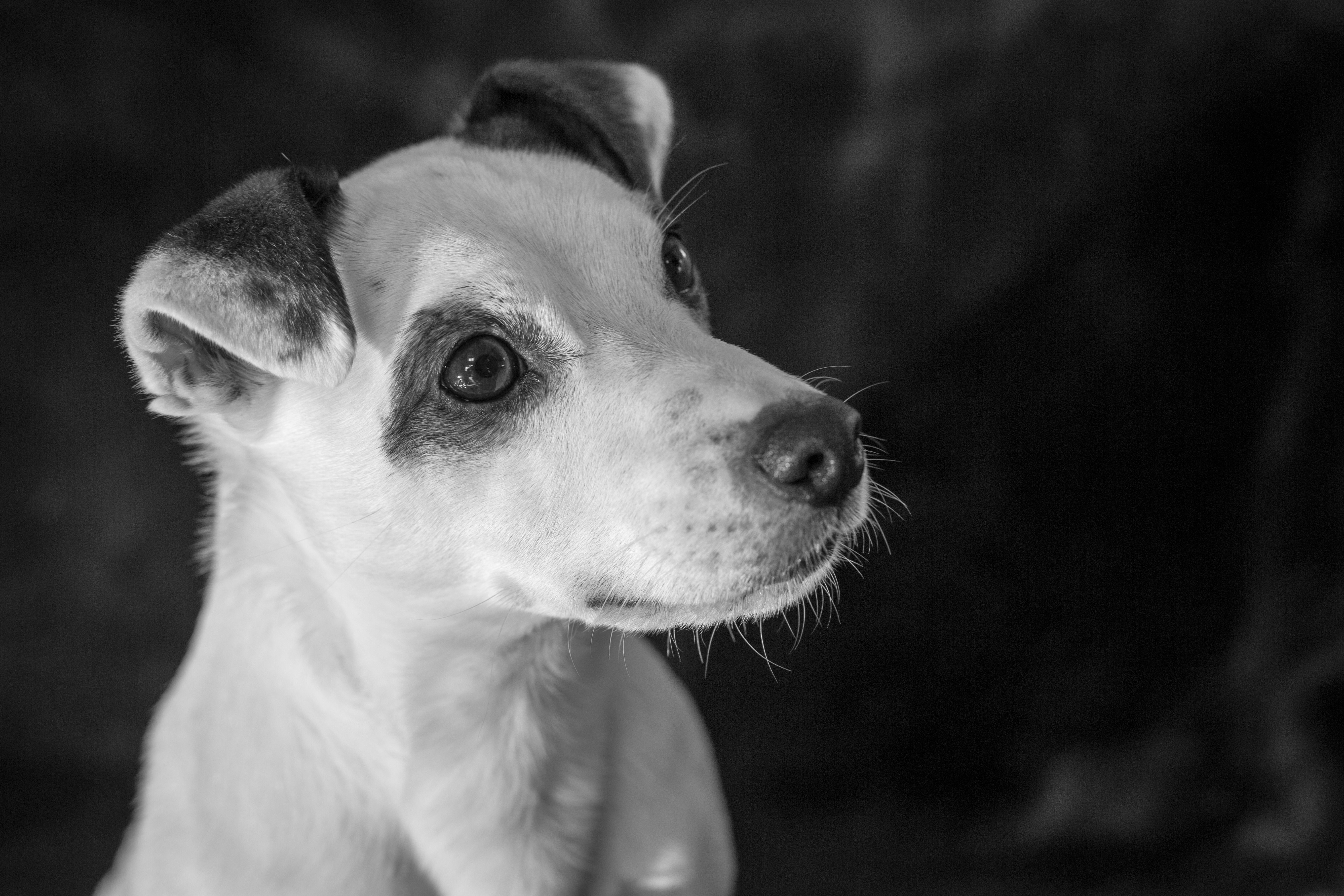 Jack Russell Terrier Dog Black Amp White 5341x3561