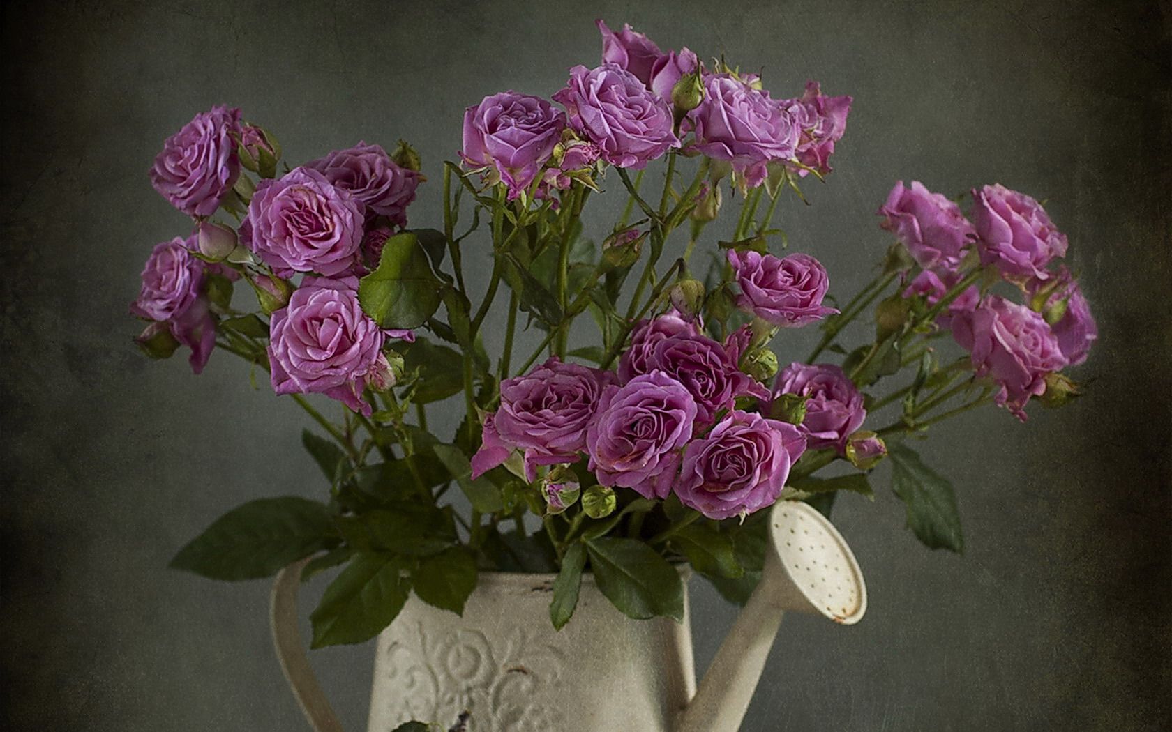 Still Life Flower Rose Watering Can Purple Flower 1680x1050