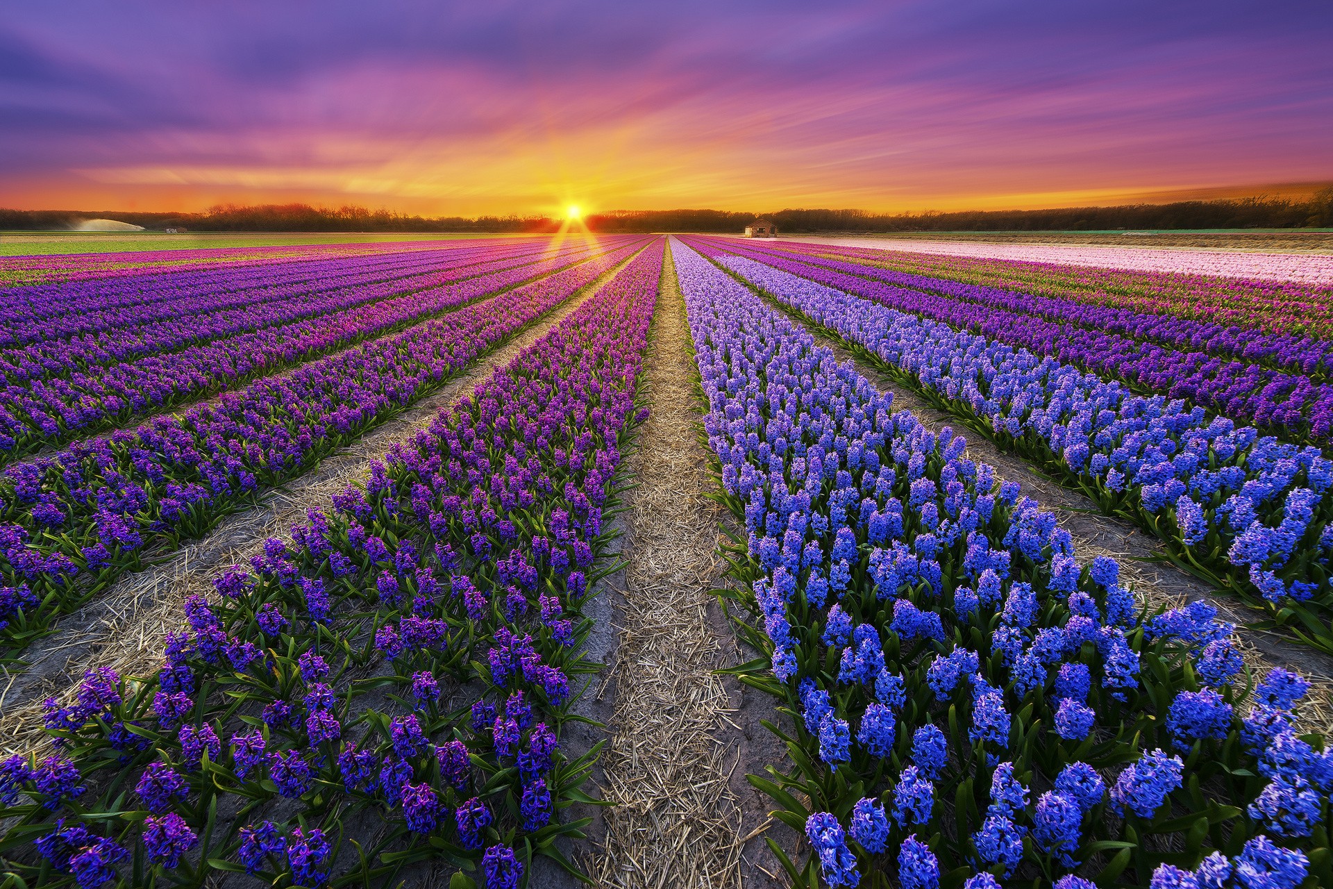 Earth Field Hyacinth Sunset Purple Flower Blue Flower Flower Summer Sunrise 1920x1280