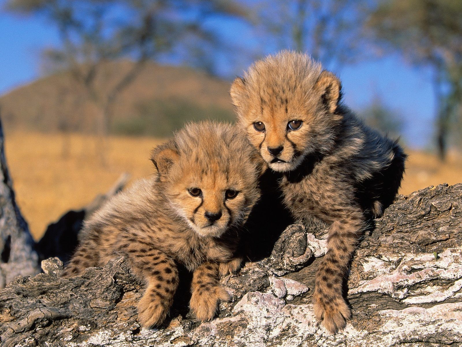 Cheetah Baby Animals Animals Africa Nature Landscape Cubs Cheetahs Cheetah 1600x1200