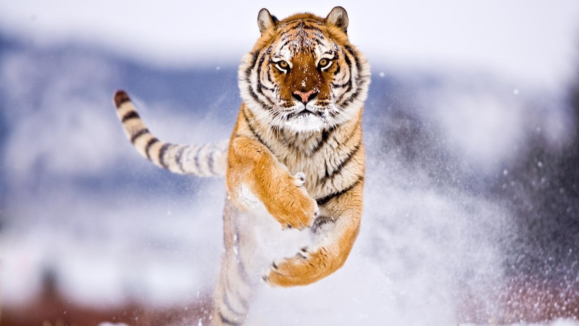 Tiger Snow Attack Animals Jumping 1920x1080