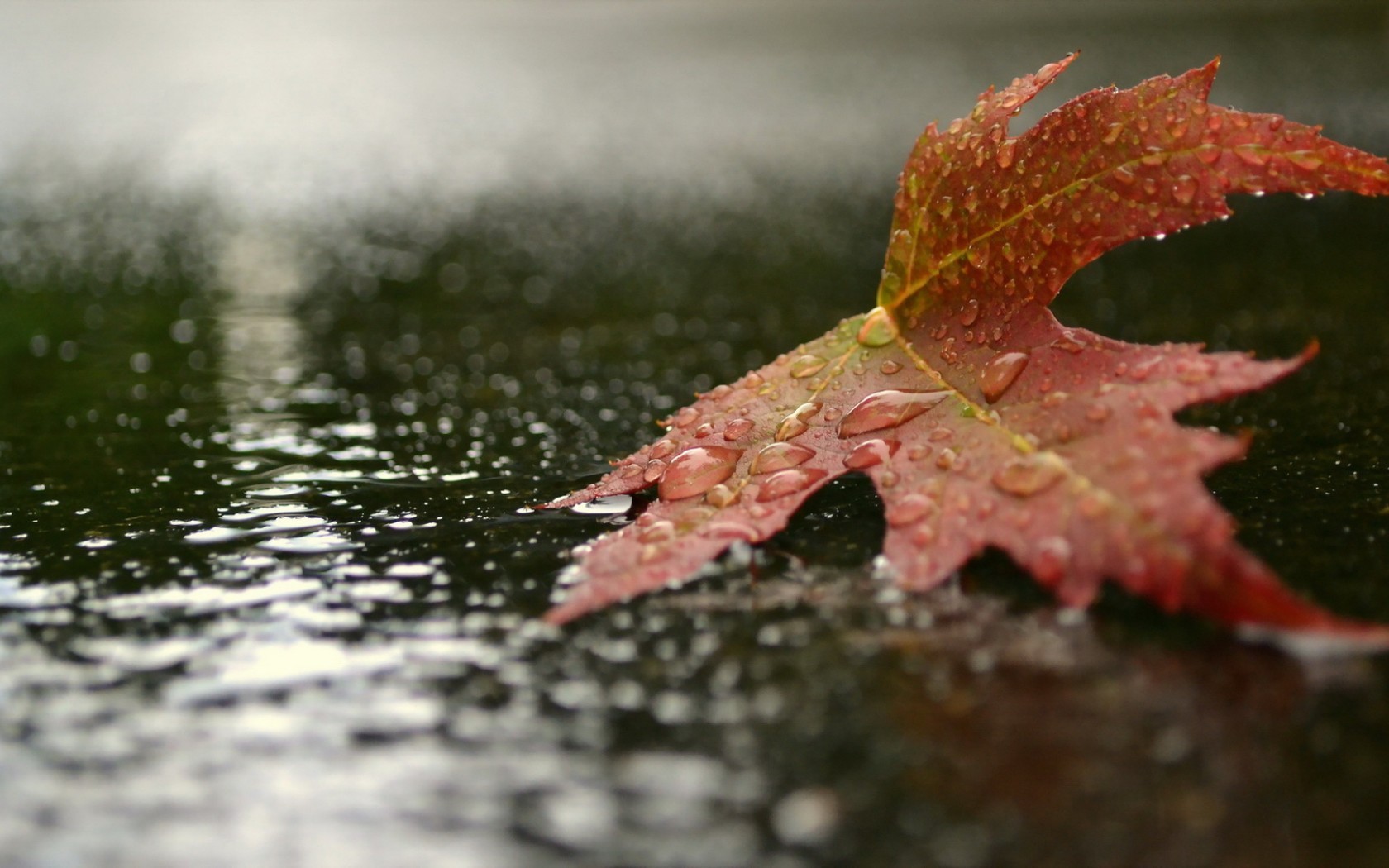 Leaf And Road Bokeh Water Drops Puddle Maple Leaves 1680x1050