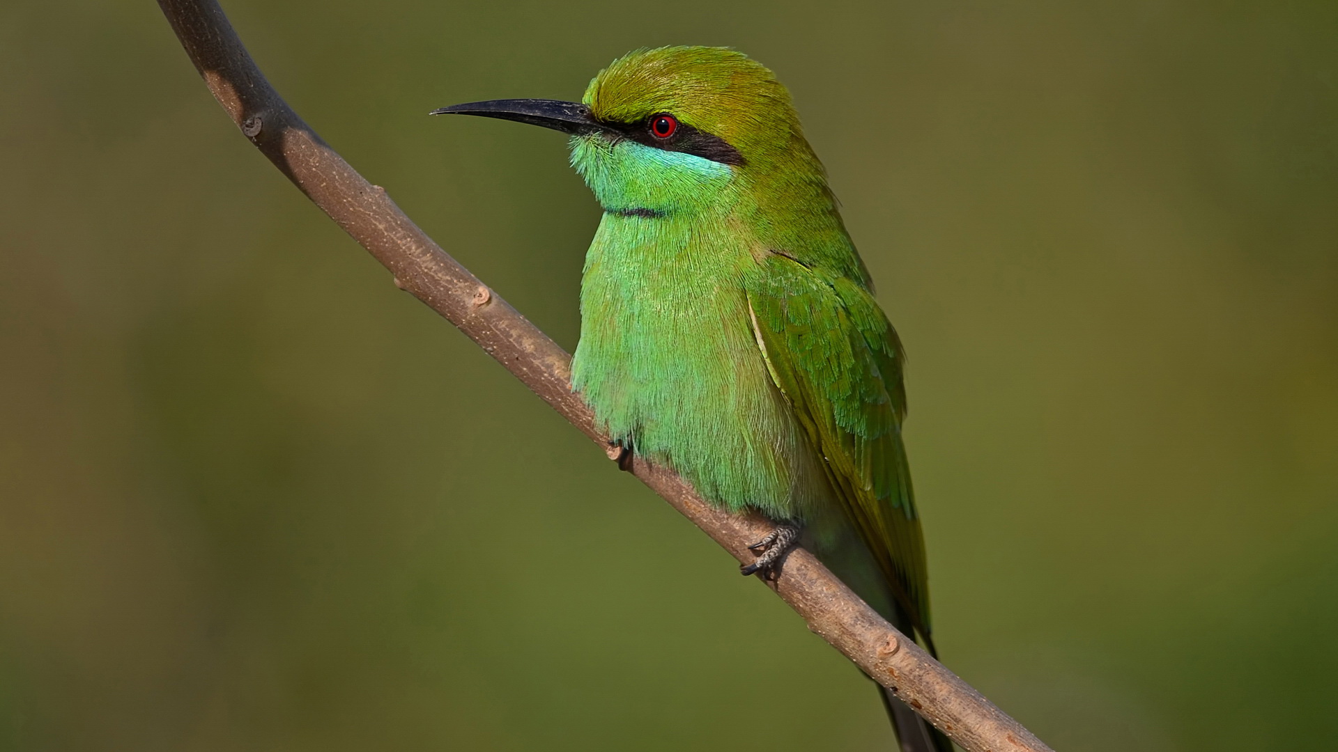 Bee Eater Green Bee Eater 1920x1080