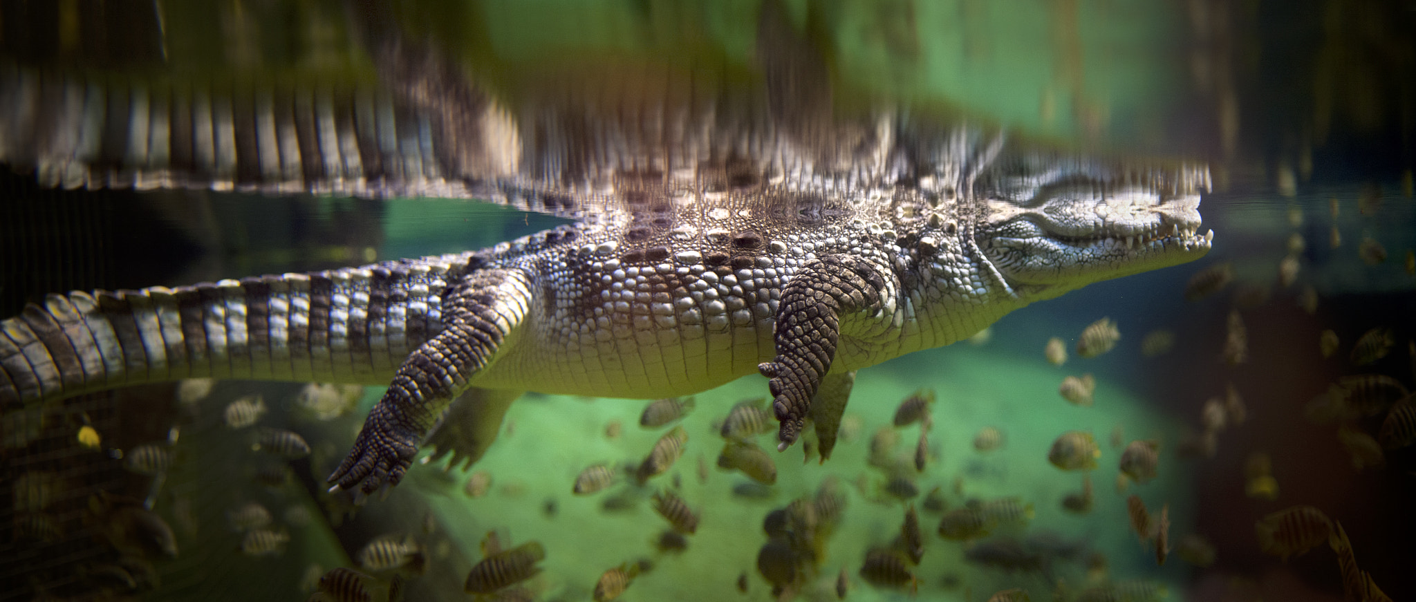 Underwater Alligators Animals Fish Crocodile 2048x871
