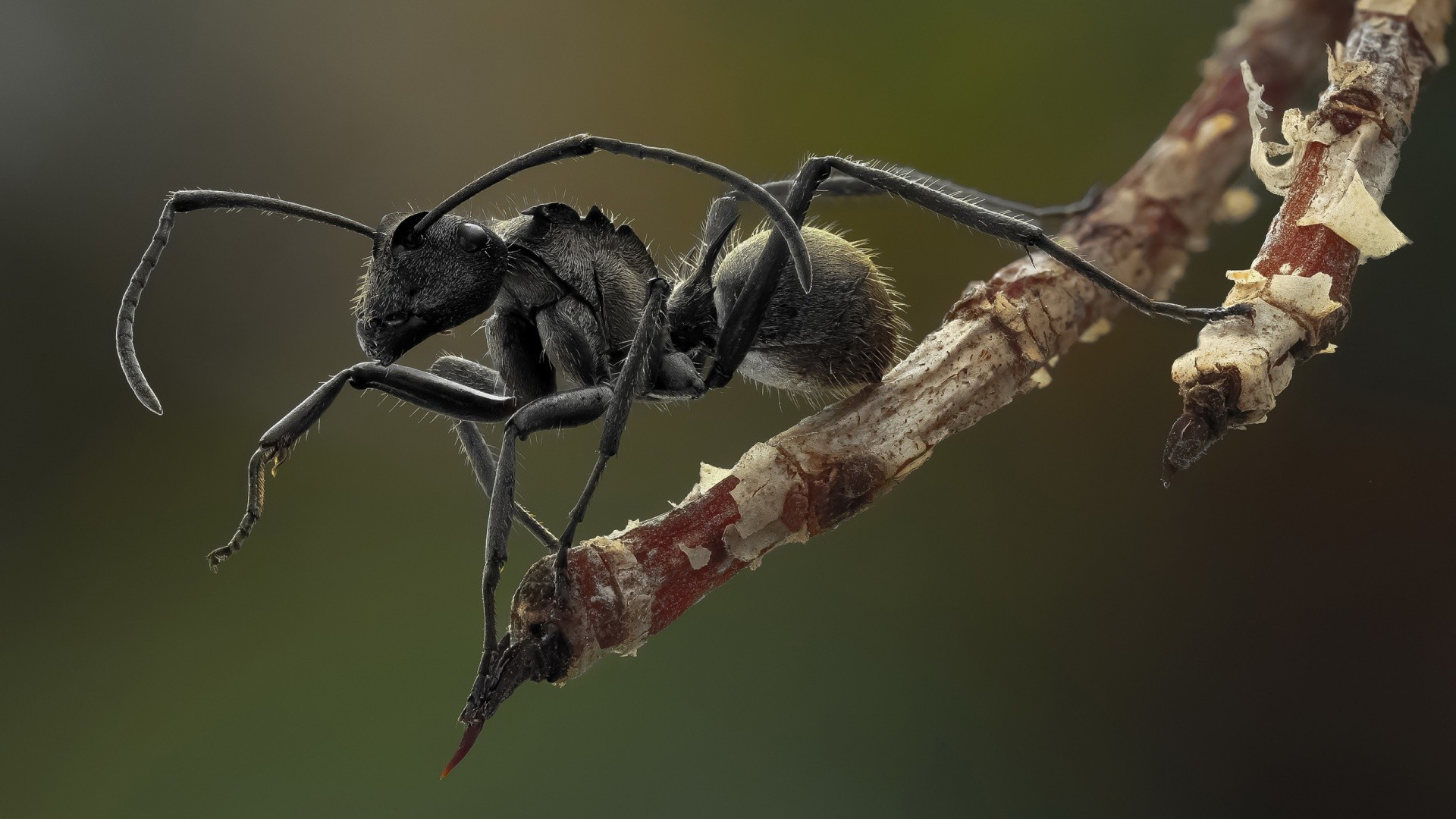 Ants Black Macro Insect Animals Nature 1920x1080