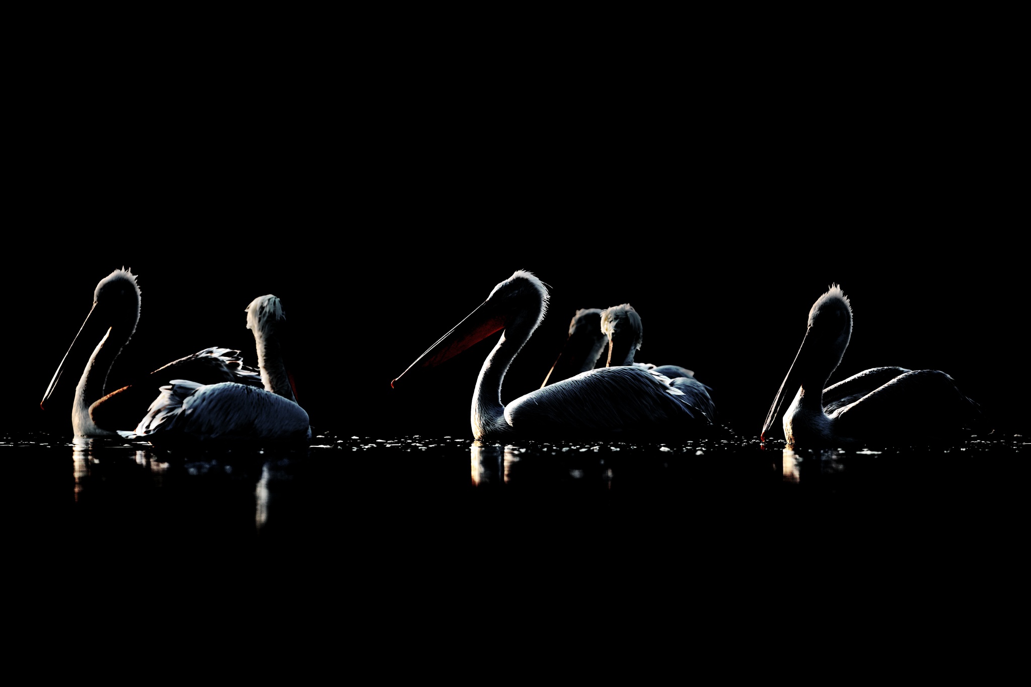 Dark Animals Birds Pelicans 2048x1365