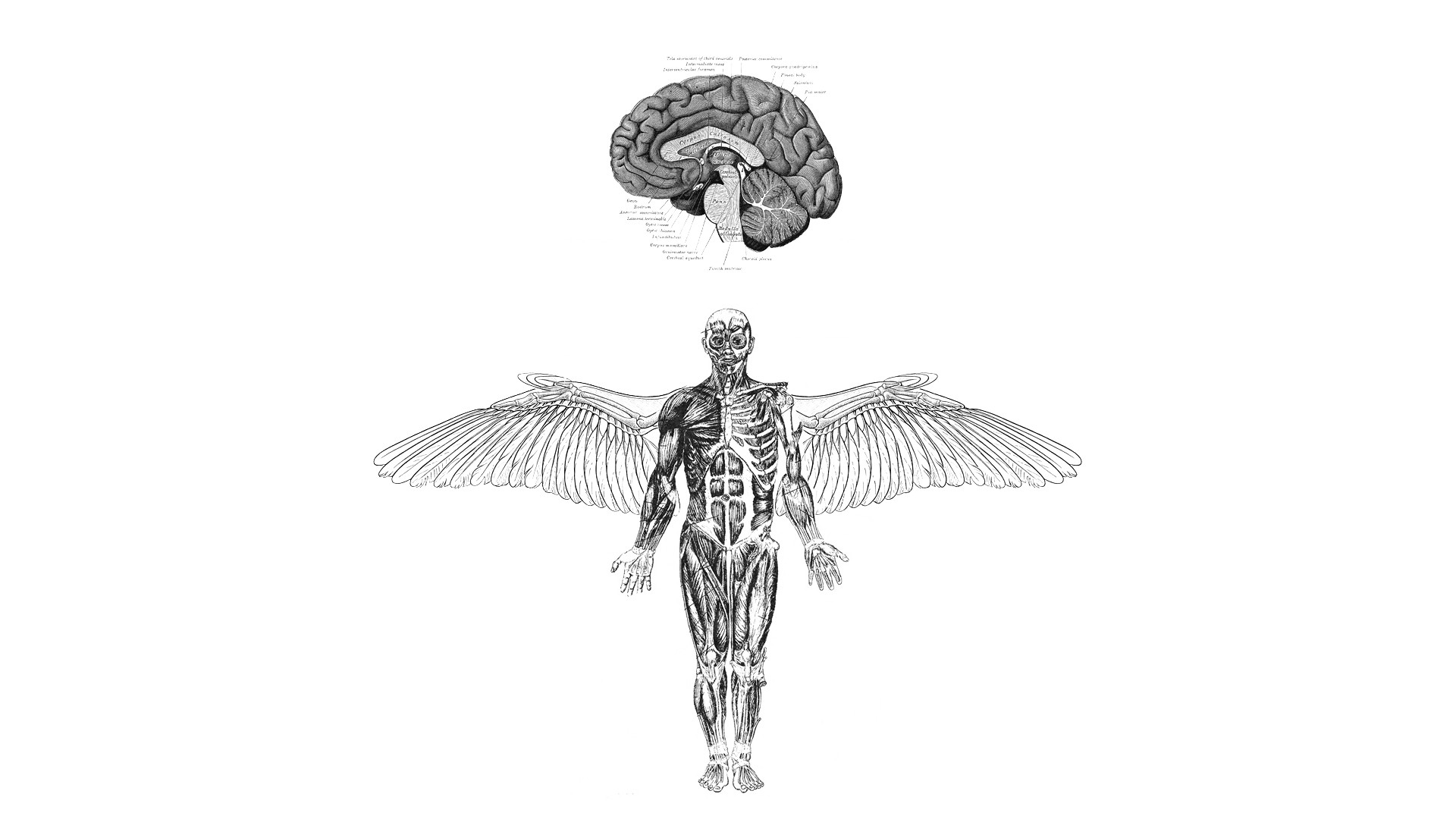 Anatomy Brain Wings Medicine 1920x1080
