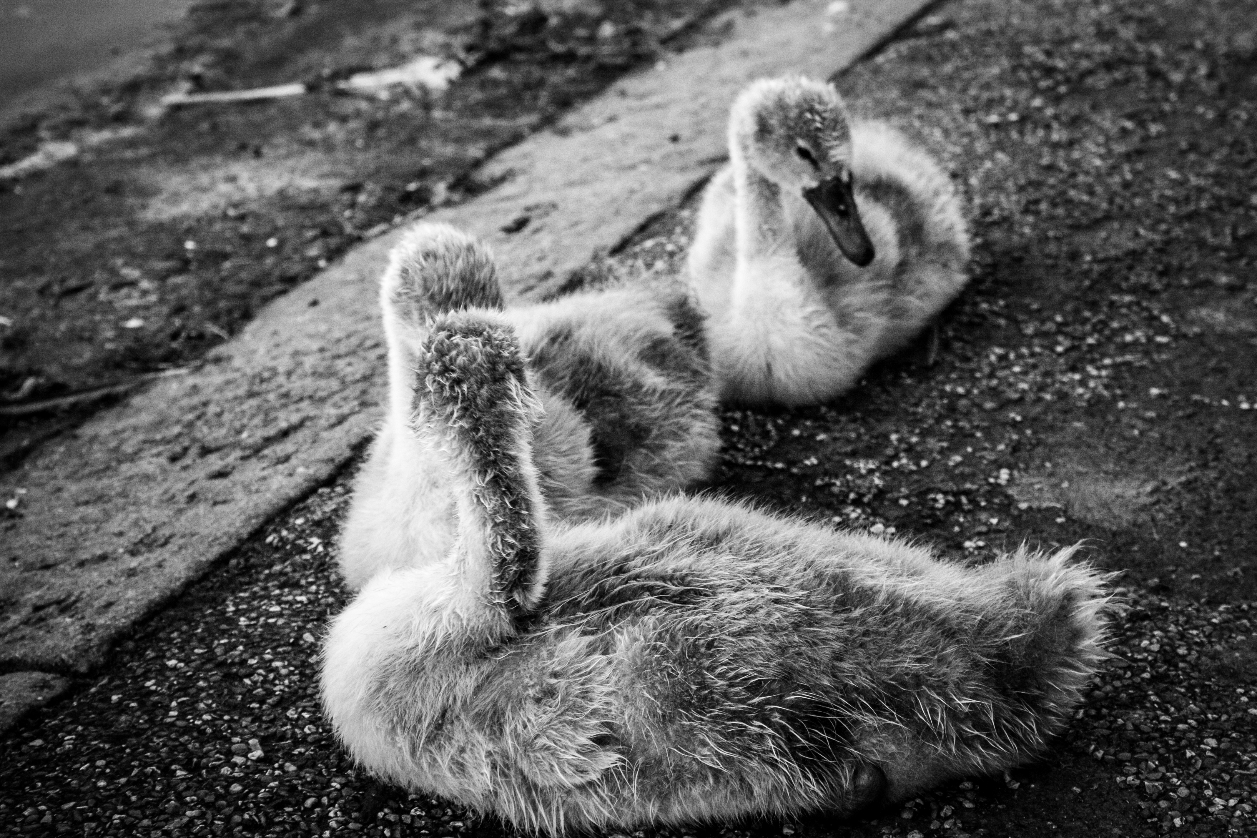 Swan Monochrome Cubs Animals Birds 4272x2848