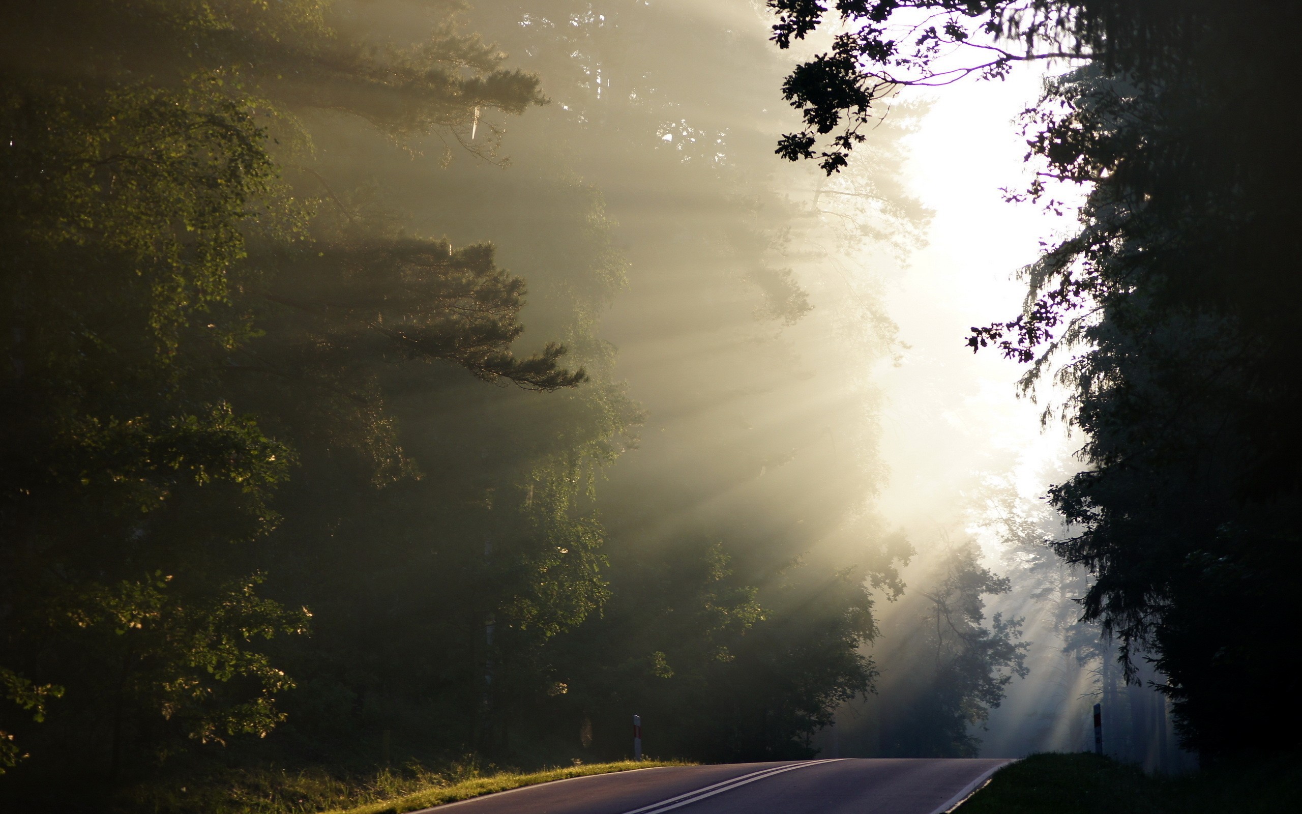 Road Sunlight Haze Sun Rays Forest 2560x1600