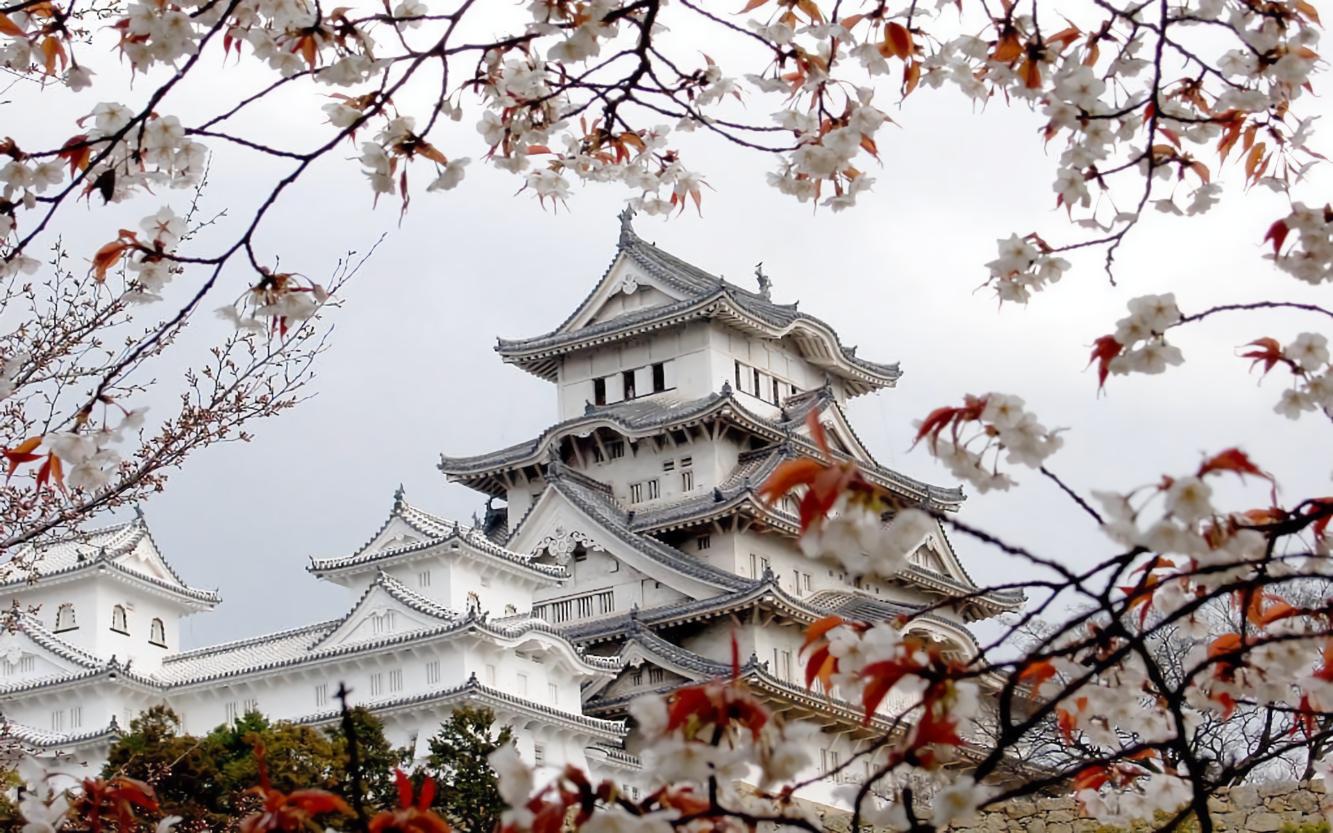 Himeji Castle Hyogo Japan Spring Sakura Sakura Blossom 1920x1200