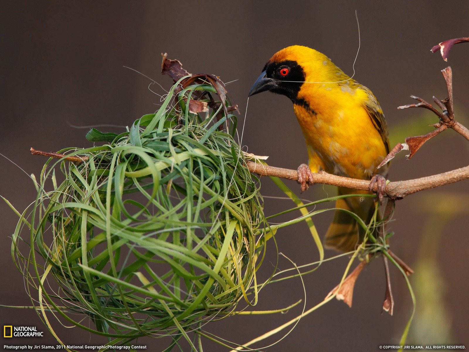 Birds Nests National Geographic 1600x1200