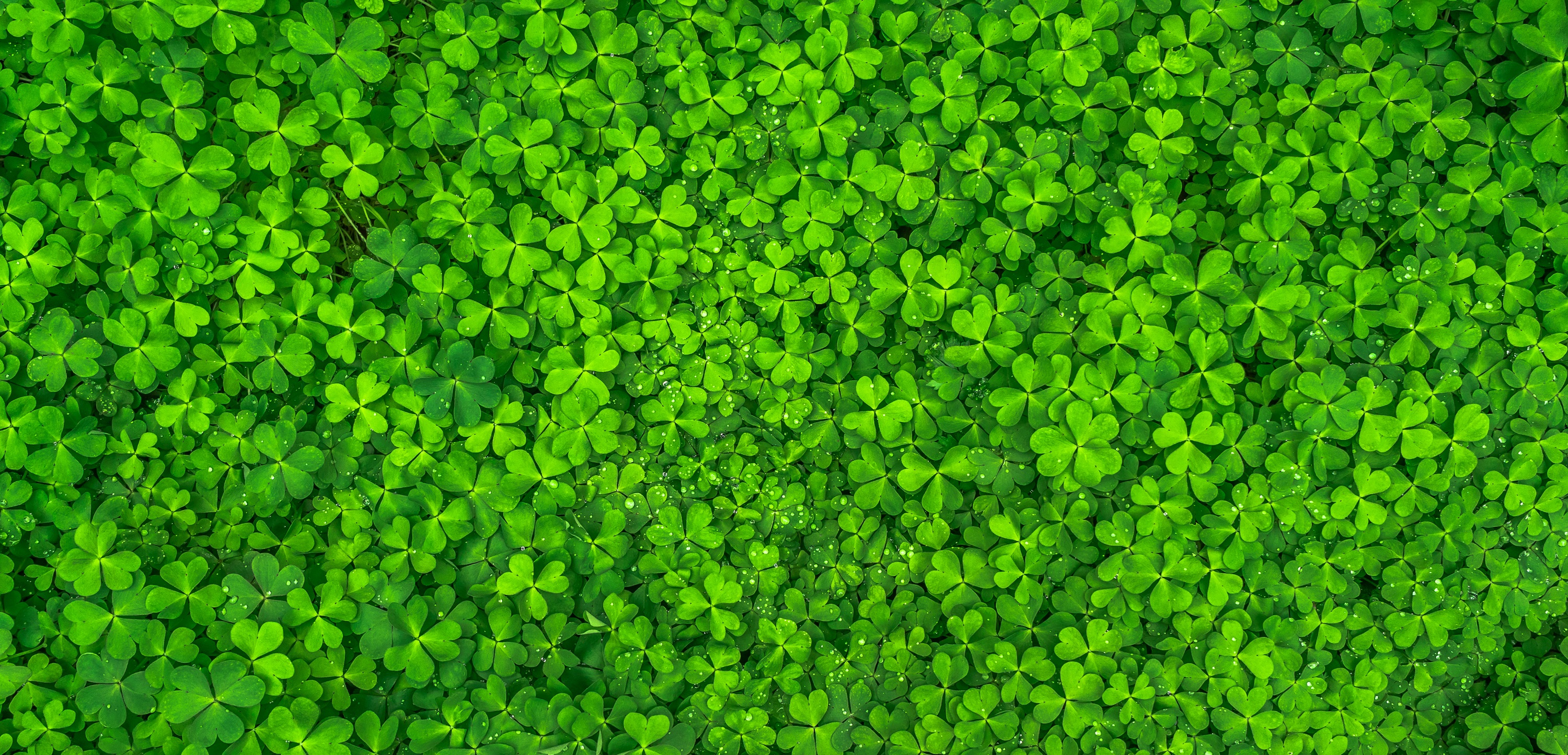 Clover Green Plant Nature 3000x1445
