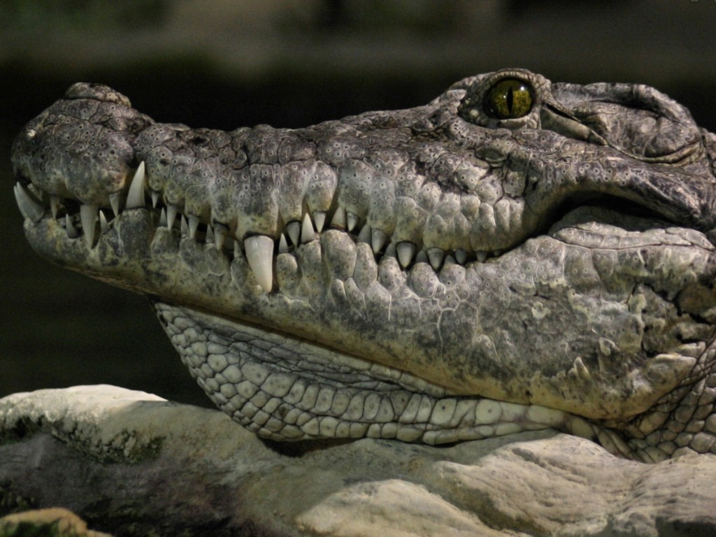 Alligators Reptiles Animals 1024x768