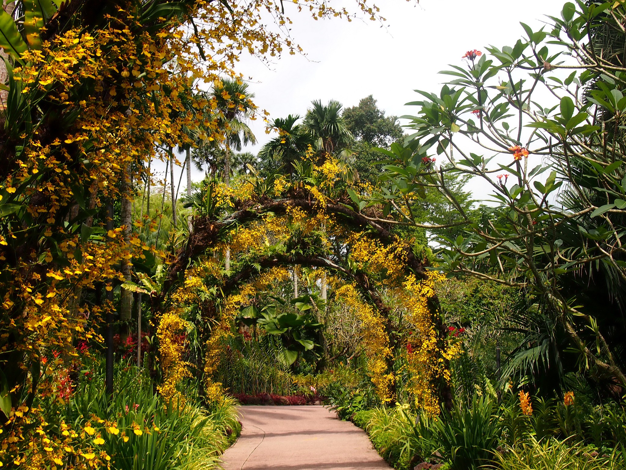 Singapore Botanic Gardens Plants Nature Path 2048x1536