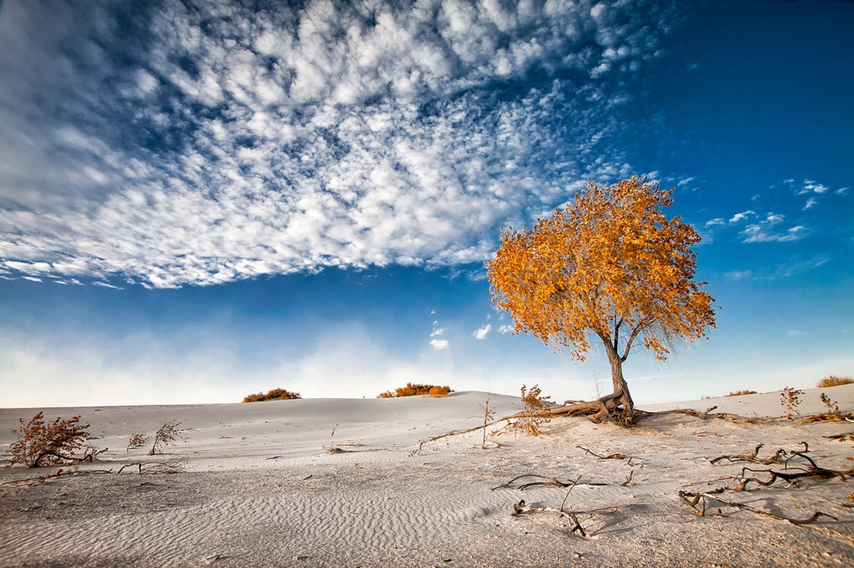 Nature Photography Landscape Dunes Sand Trees Clouds Shrubs White Blue Amber New Mexico Fall 1230x819