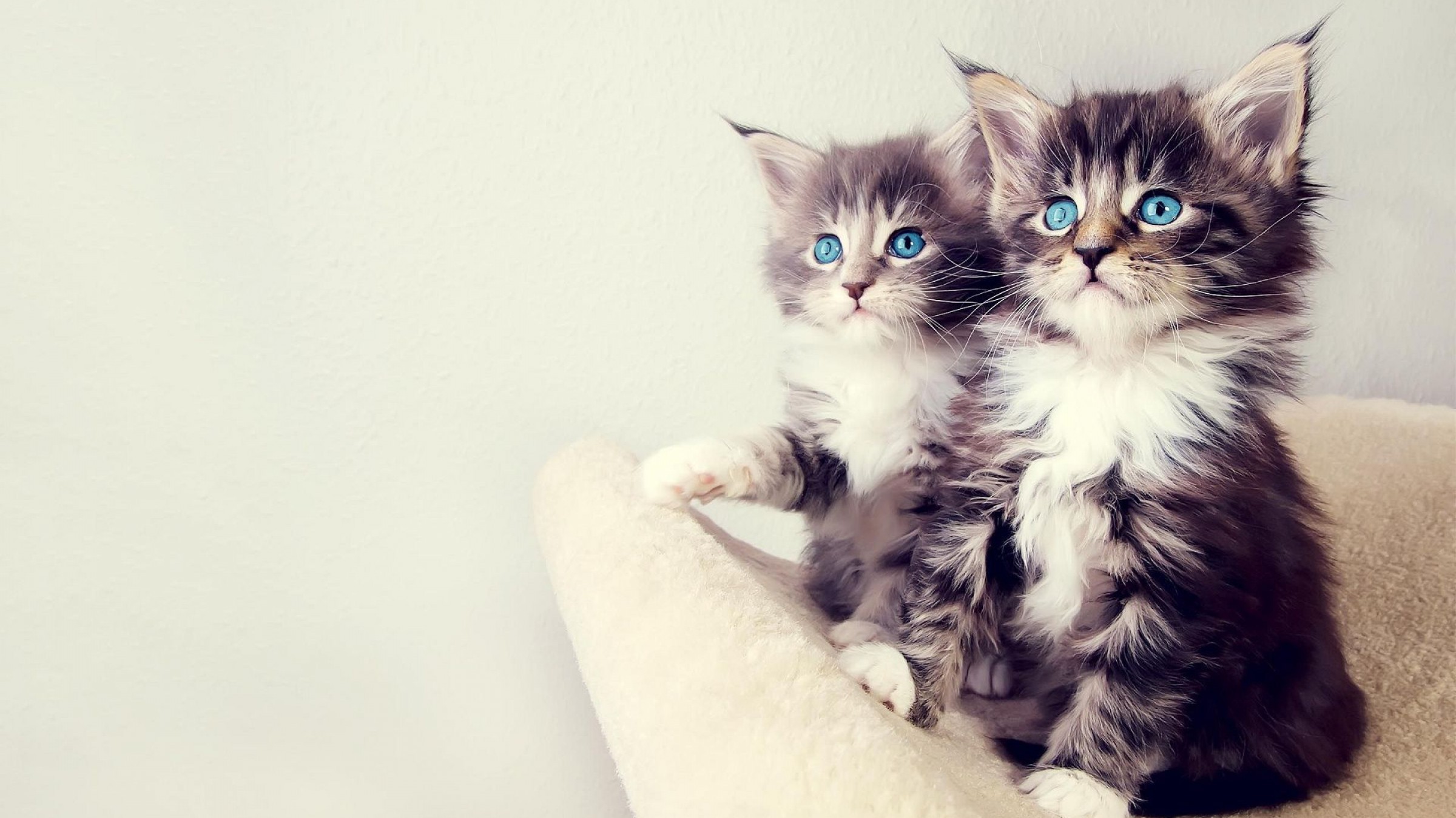 Kittens Simple Background Cats Blue Eyes Animals Maine Coon Cat Maine Coon 2400x1350