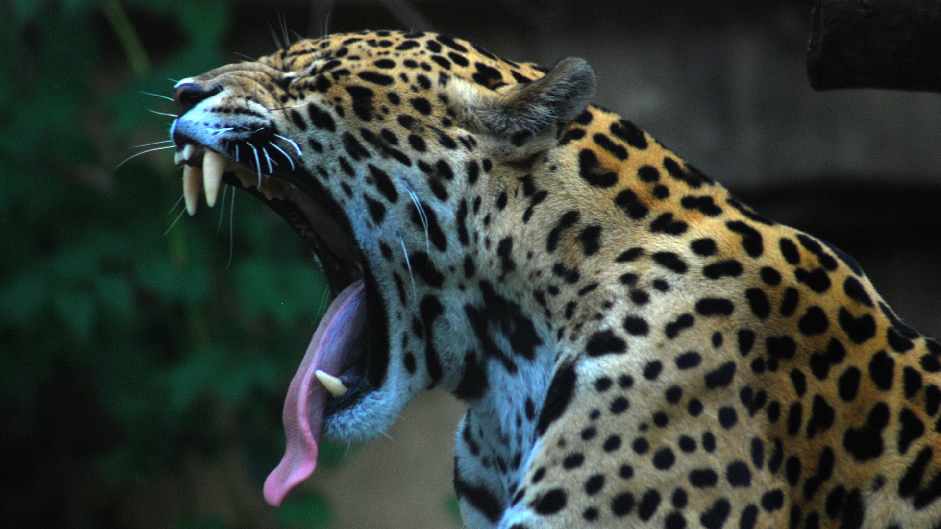 Jaguars Animals Nature Big Cats Tongue Out Fangs 1920x1080