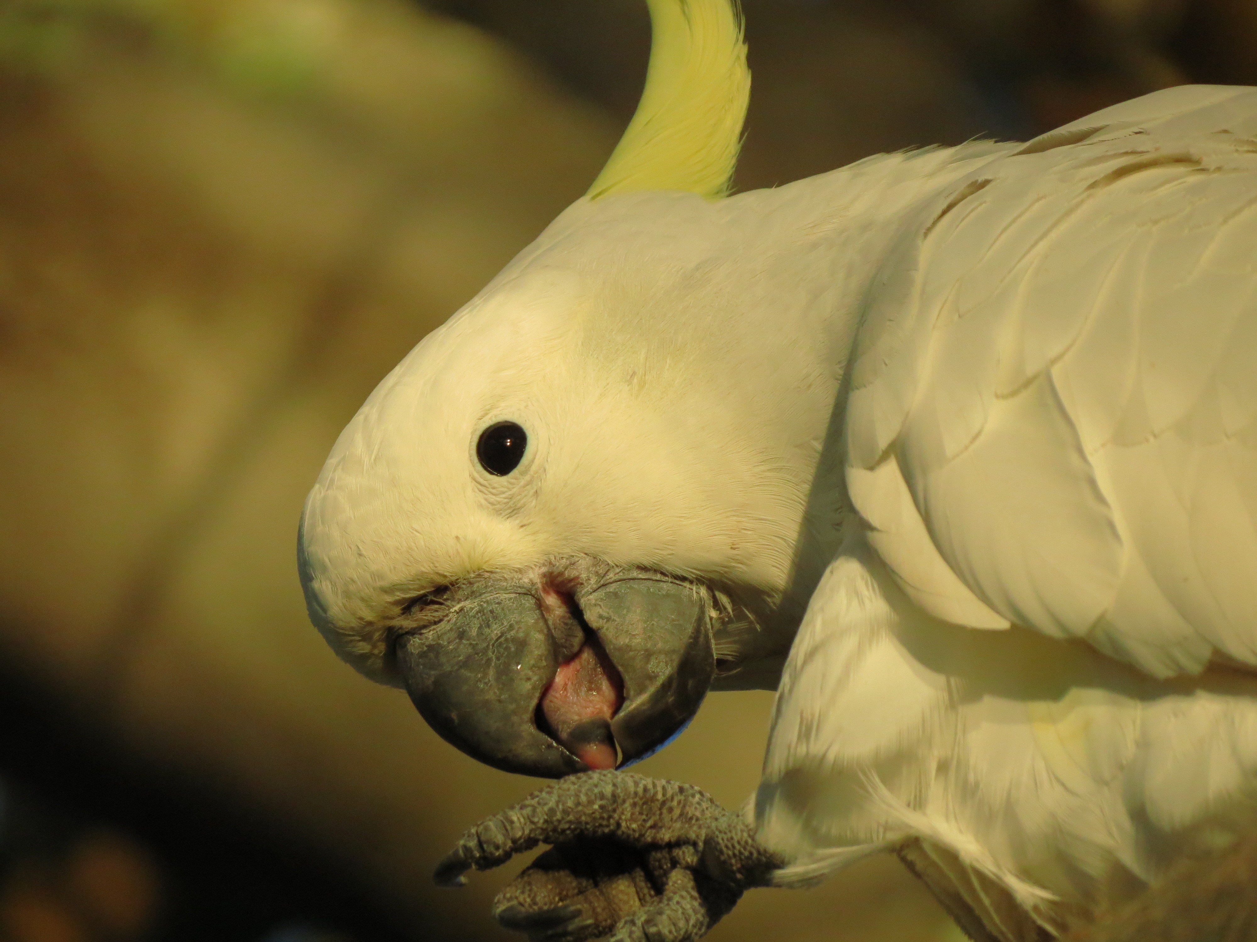 Wildlife Birds Animals Parrot Sulphur Crested Cockatoo 4000x3000