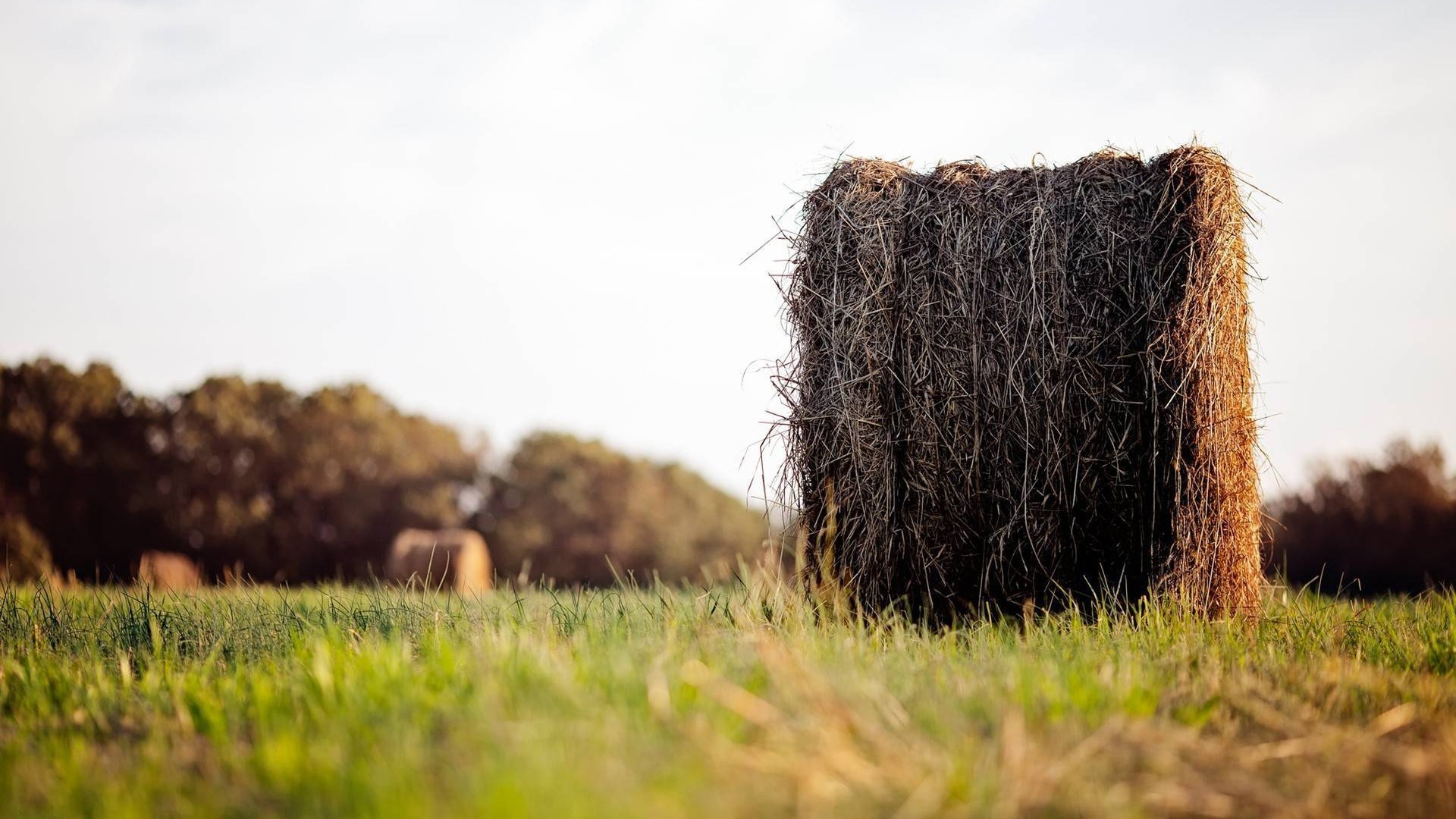 Depth Of Field Nature Field Grass Haystacks Hay 1920x1080