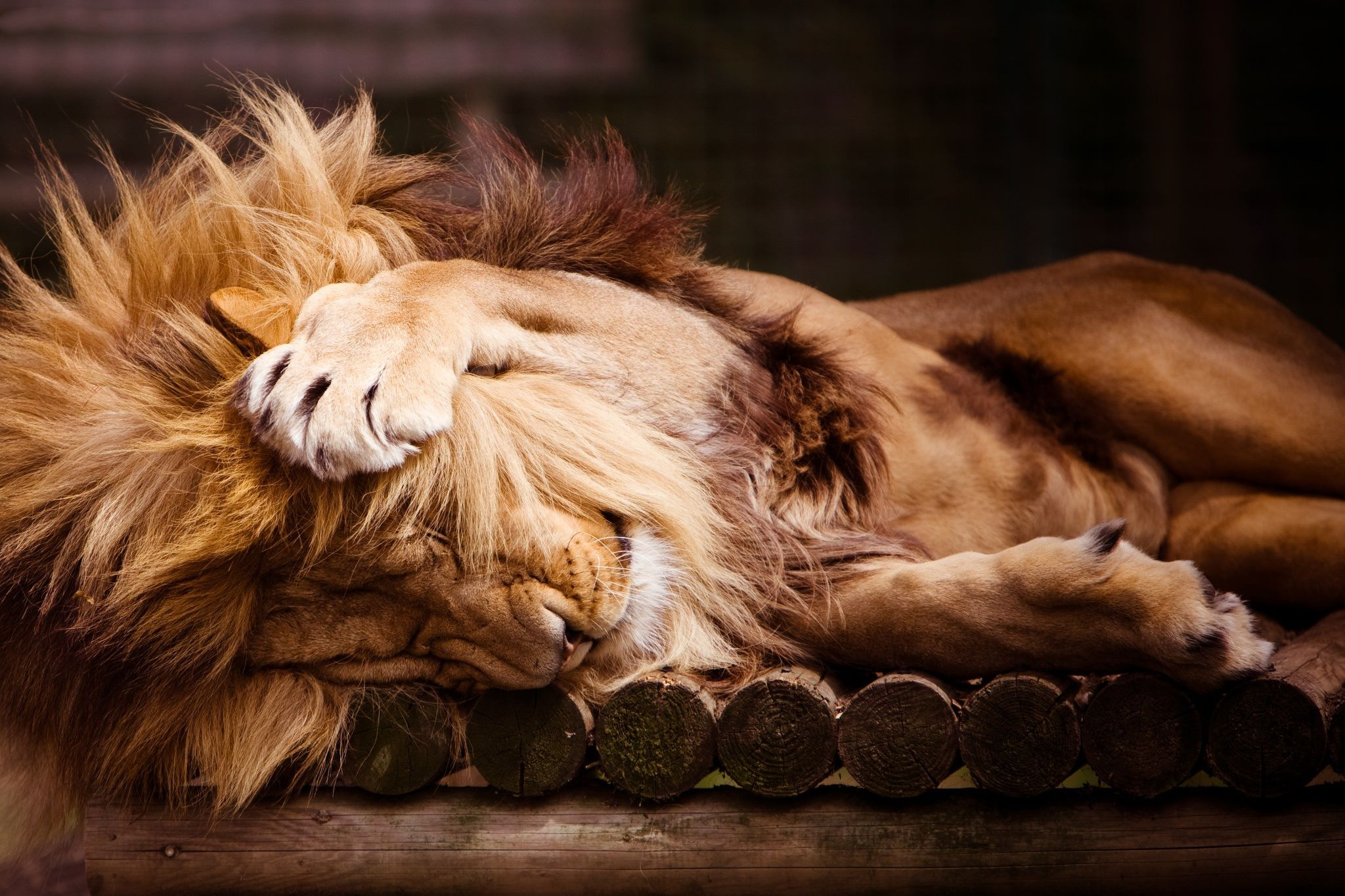 Lion Sleeping Paw Big Cat Predator Animal 2048x1365