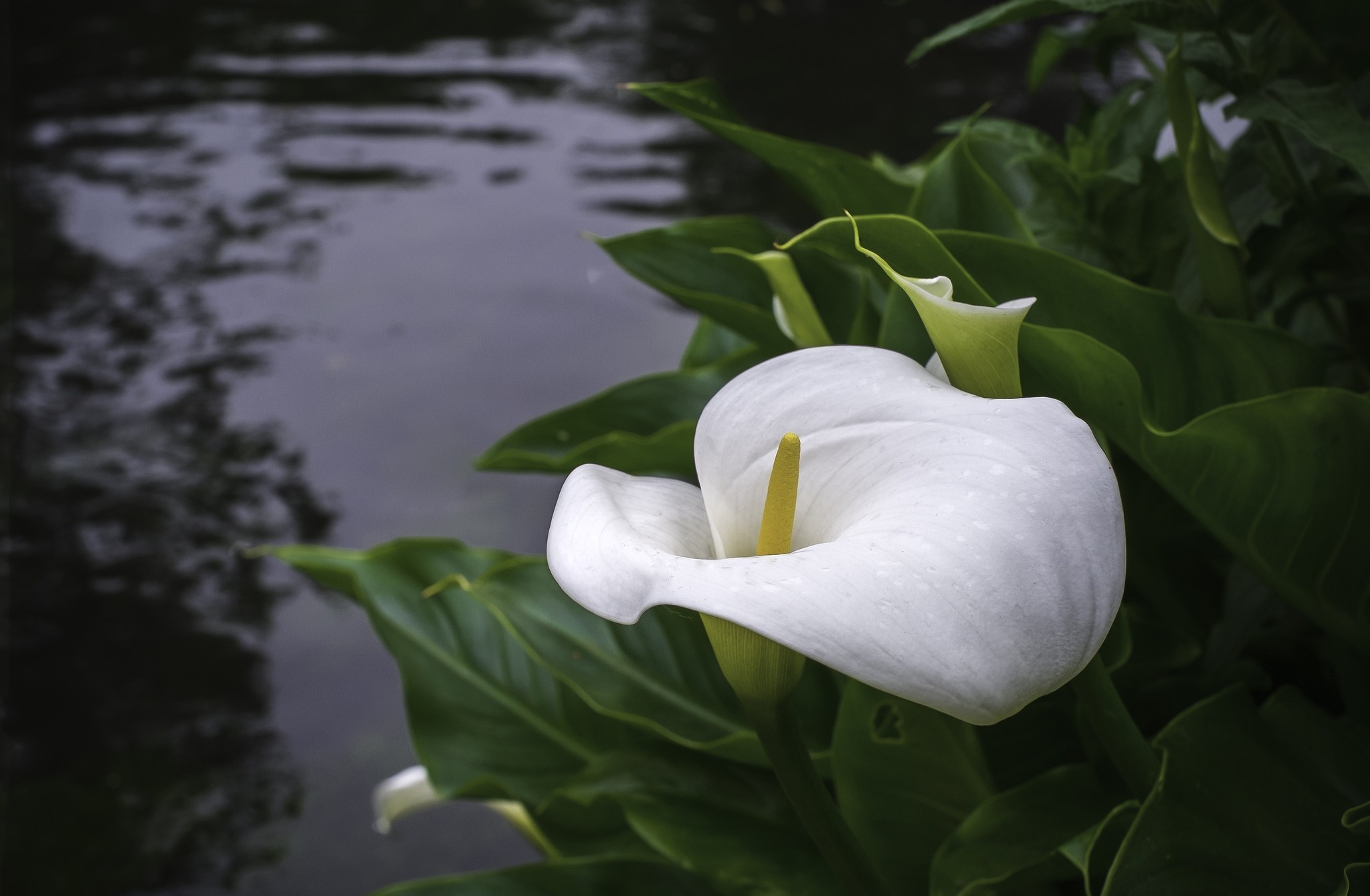 Calla 2048x1340