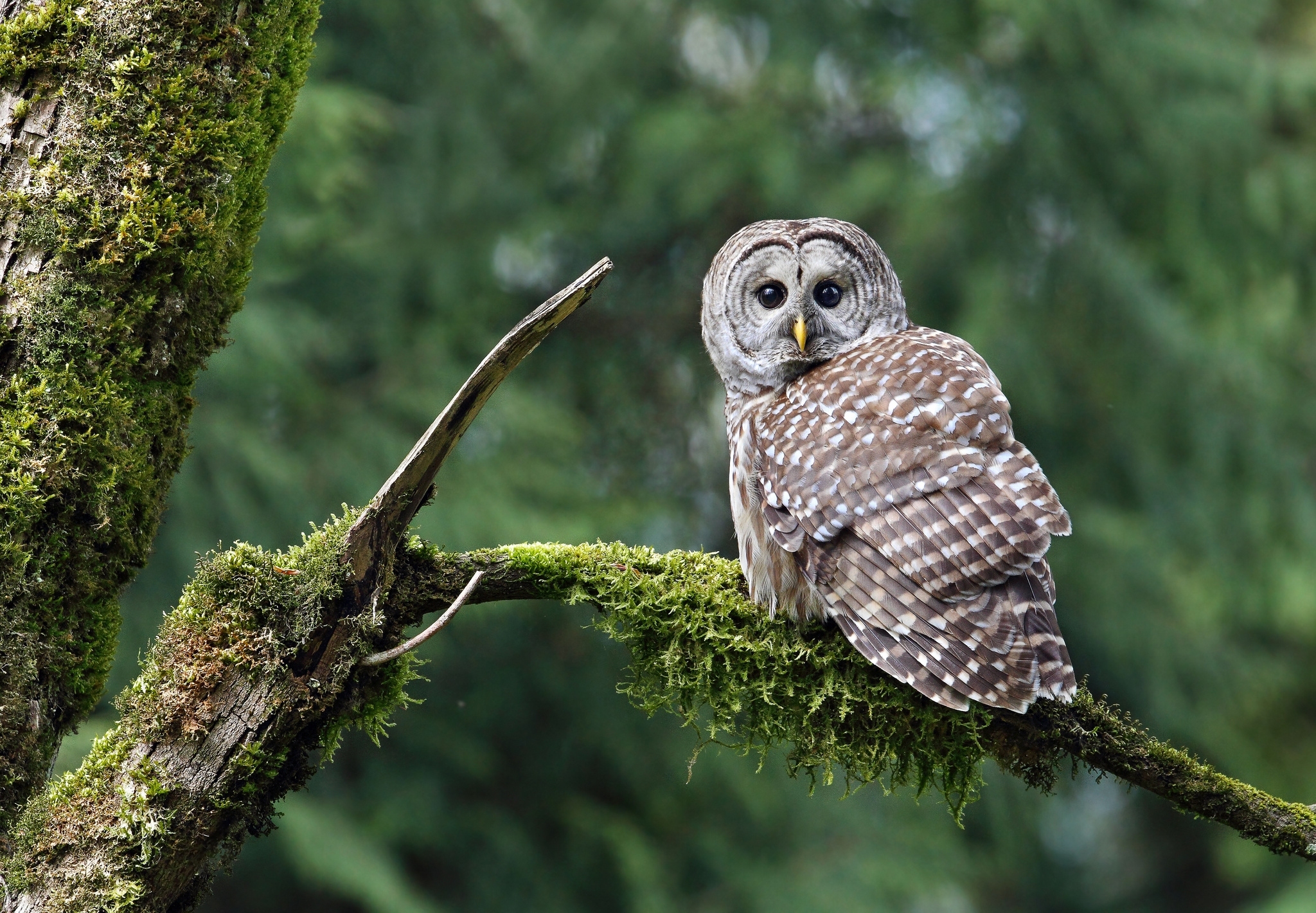 Animal Barred Owl 2048x1420