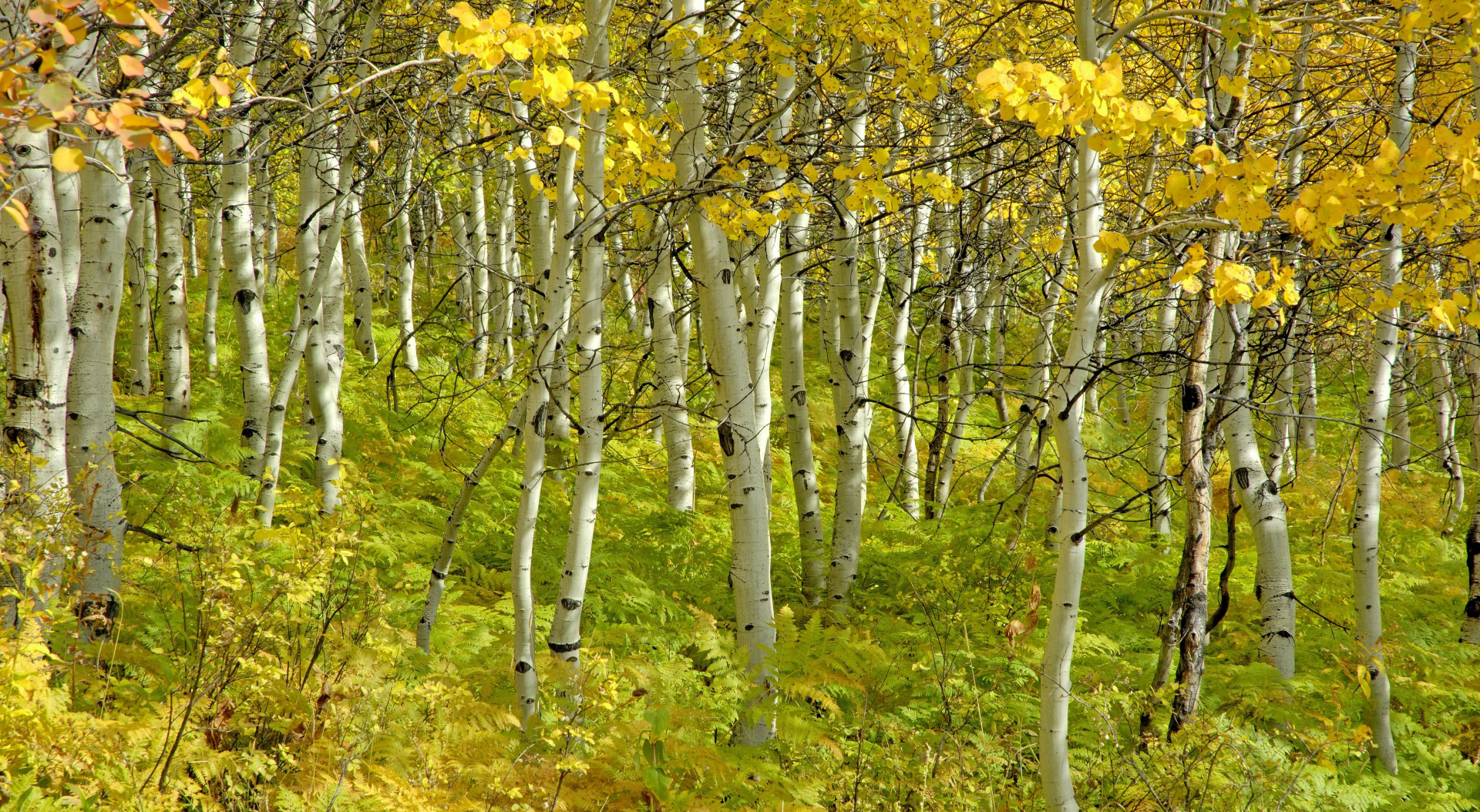 Earth Birch Forest Fall Foliage 1920x1054