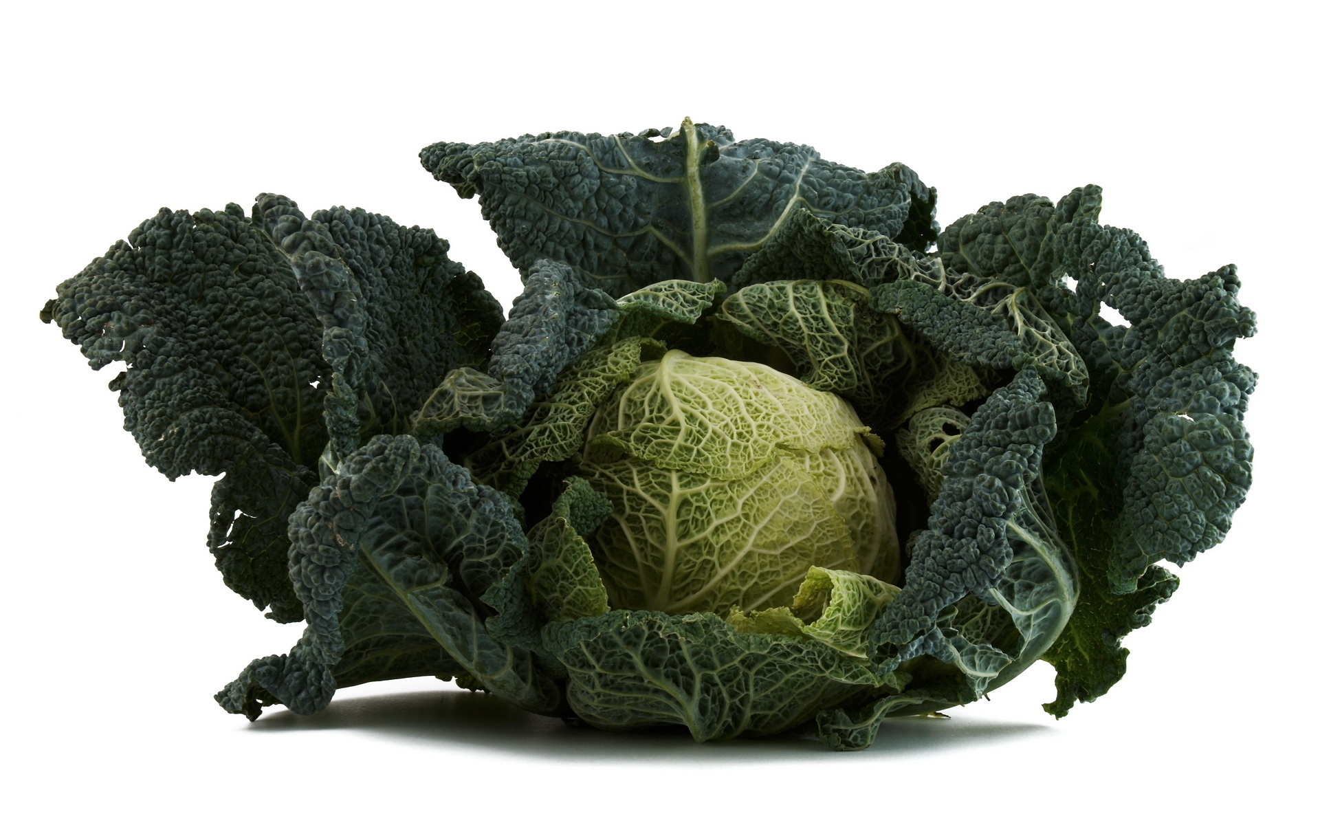 Food Cabbage 1920x1200