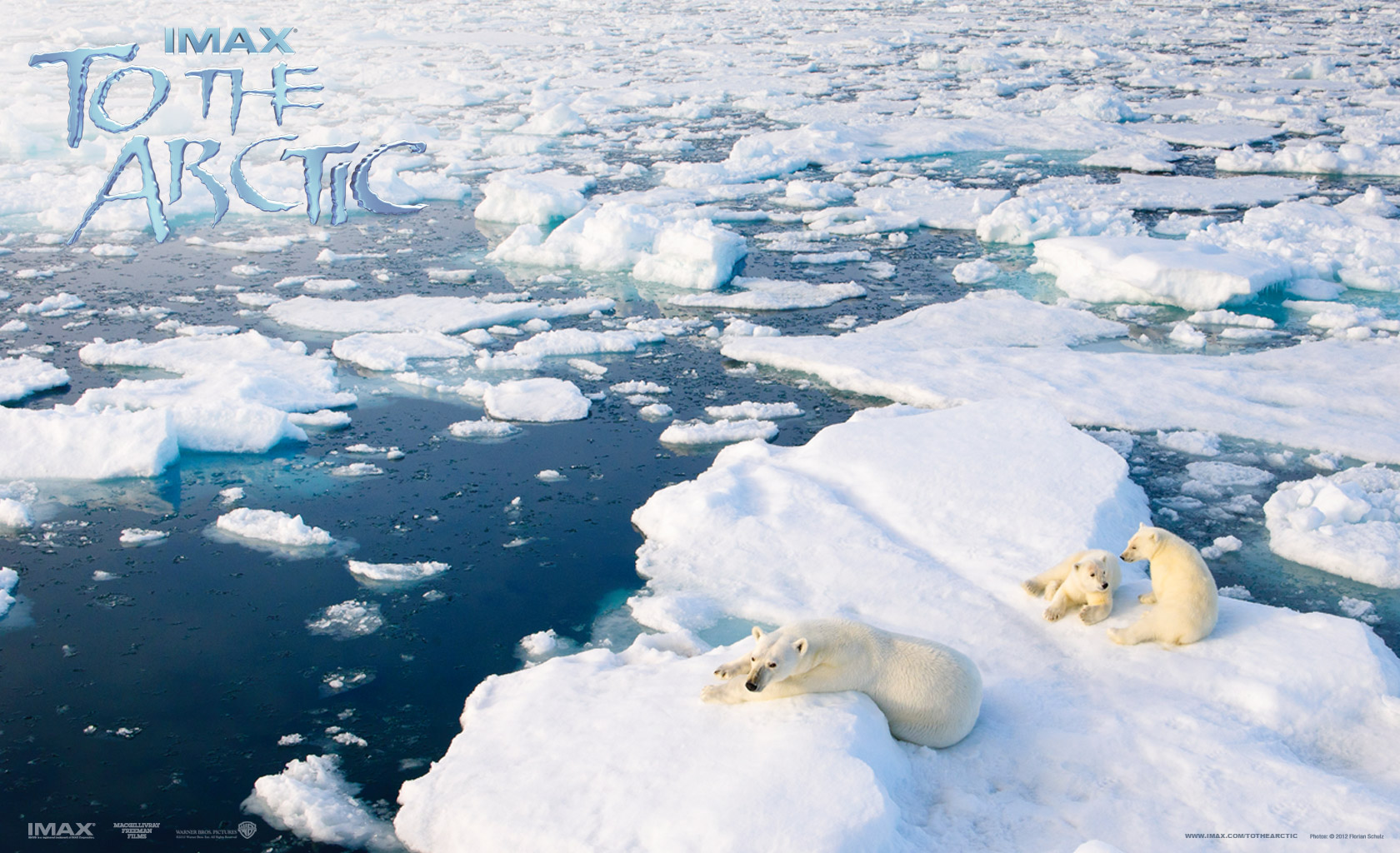 Arctic Bear Polar Bear Antarctica Ice 1680x1024