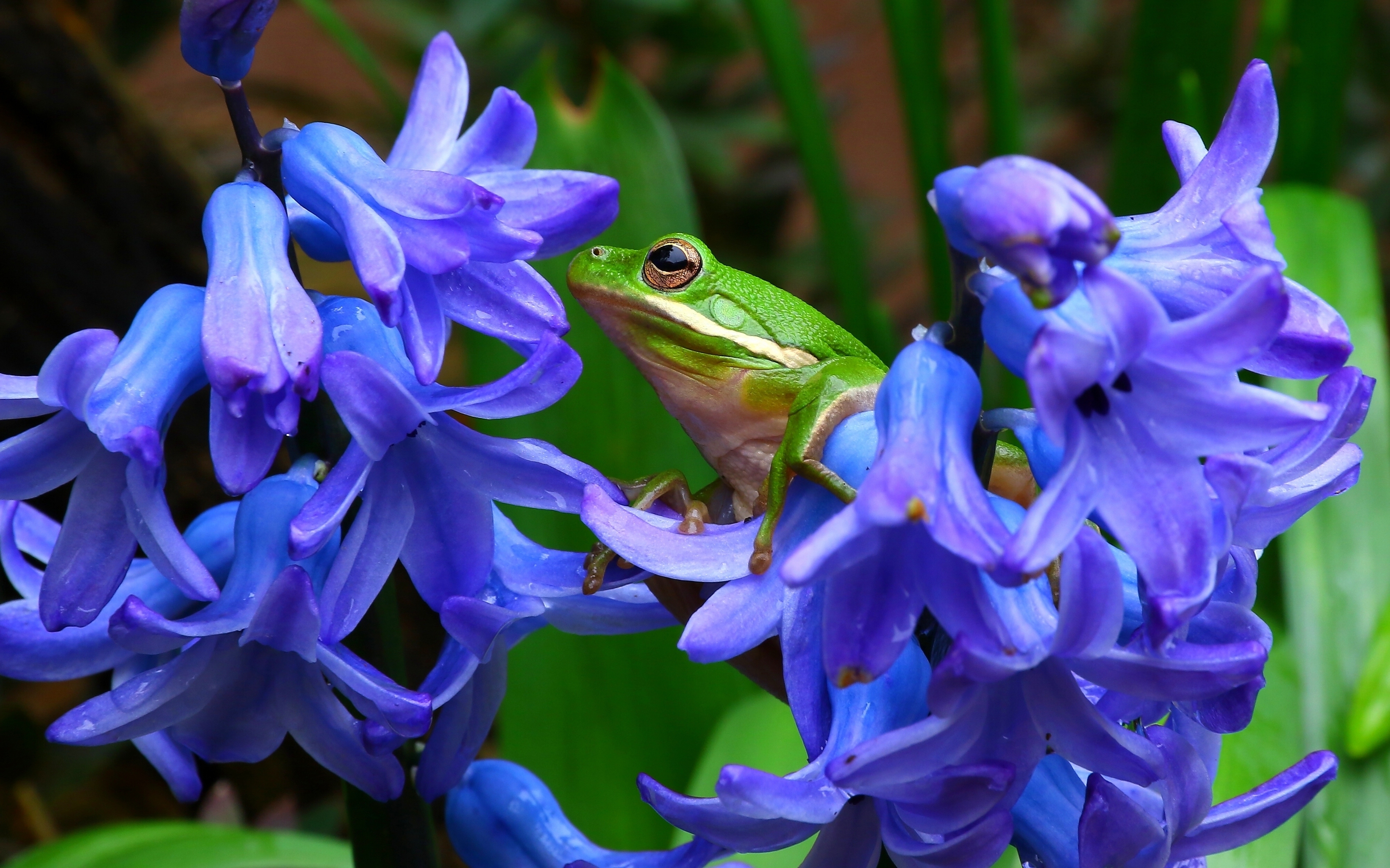 Frog Hyacinth Flower Nature Close Up Purple Flower Tree Frog 2881x1800