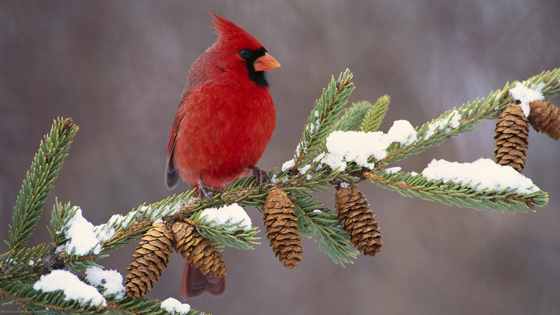 Bird Branch Pine Cone Cardinal Northern Cardinal 1920x1080