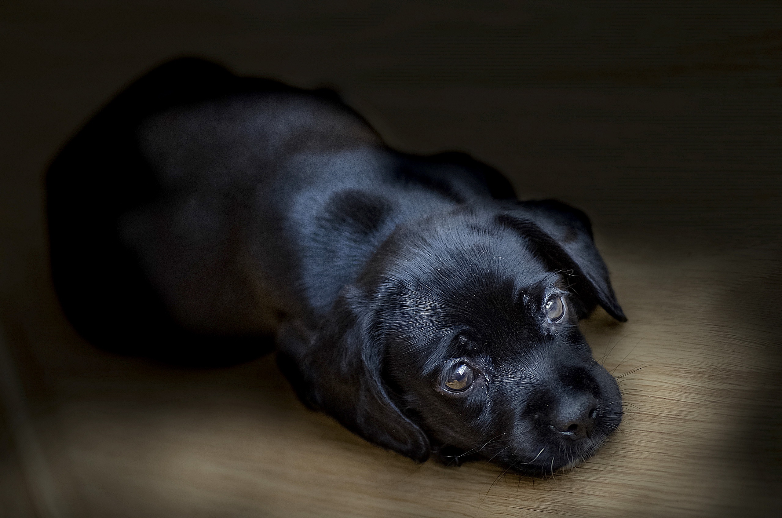 Labrador Dog Puppy Baby Animal 2560x1696