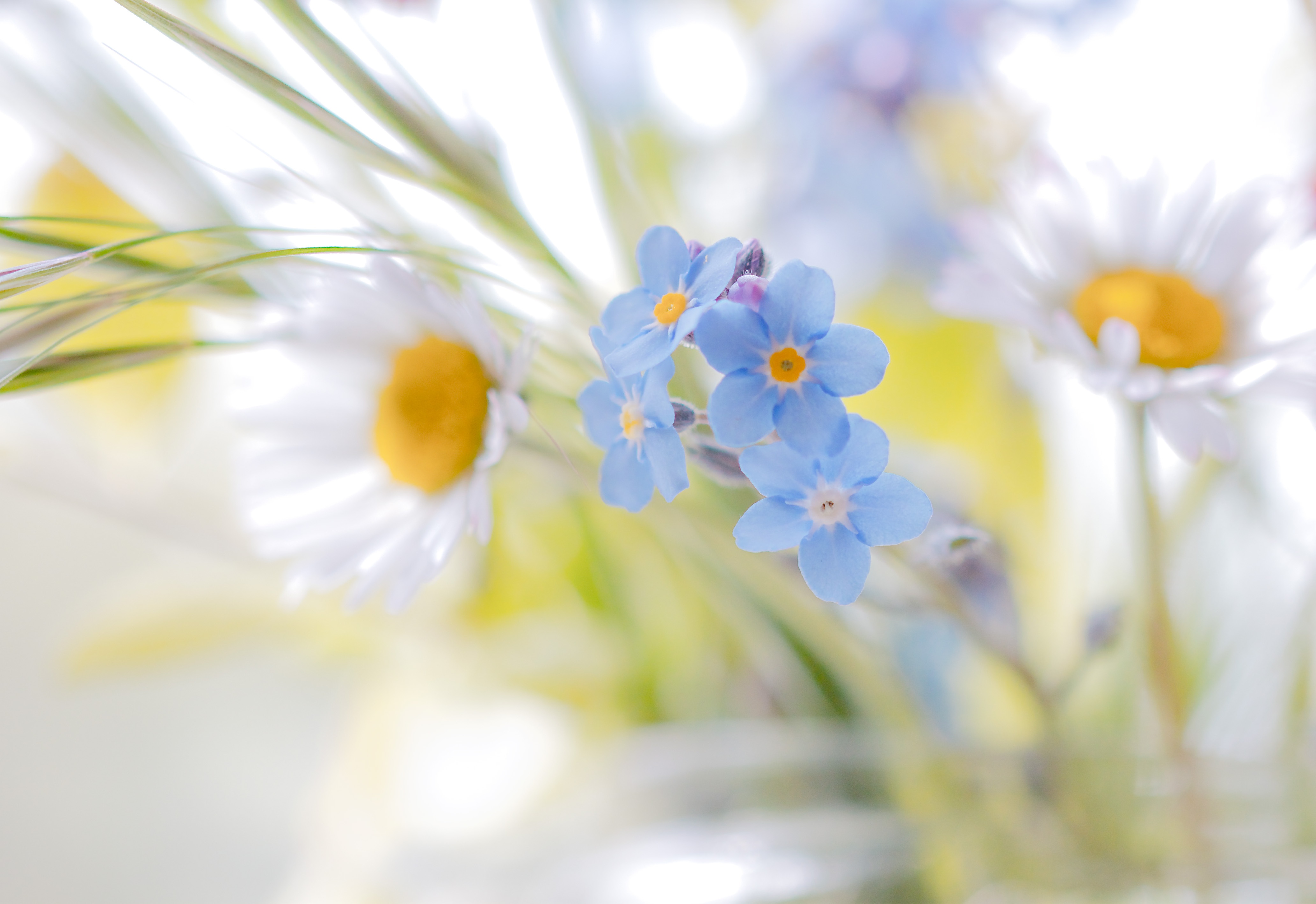 Flower White Flower Daisy Blue Flower Forget Me Not 4129x2837
